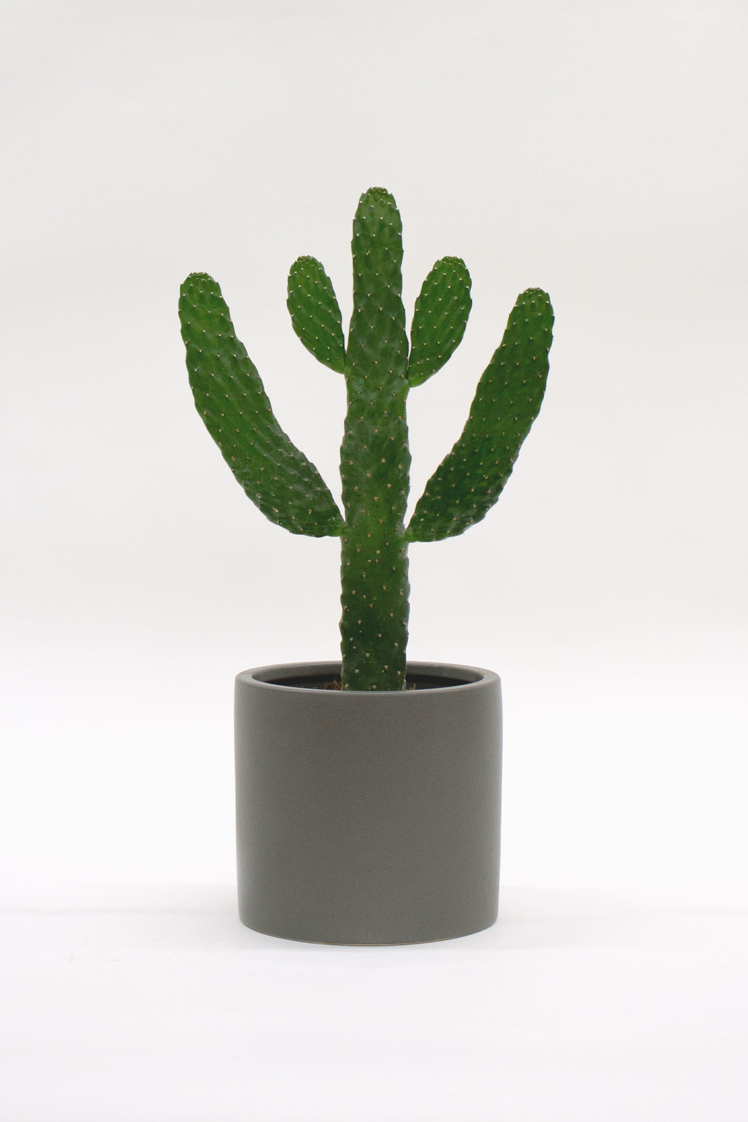 Cowboy Cactus - H60cm - 1