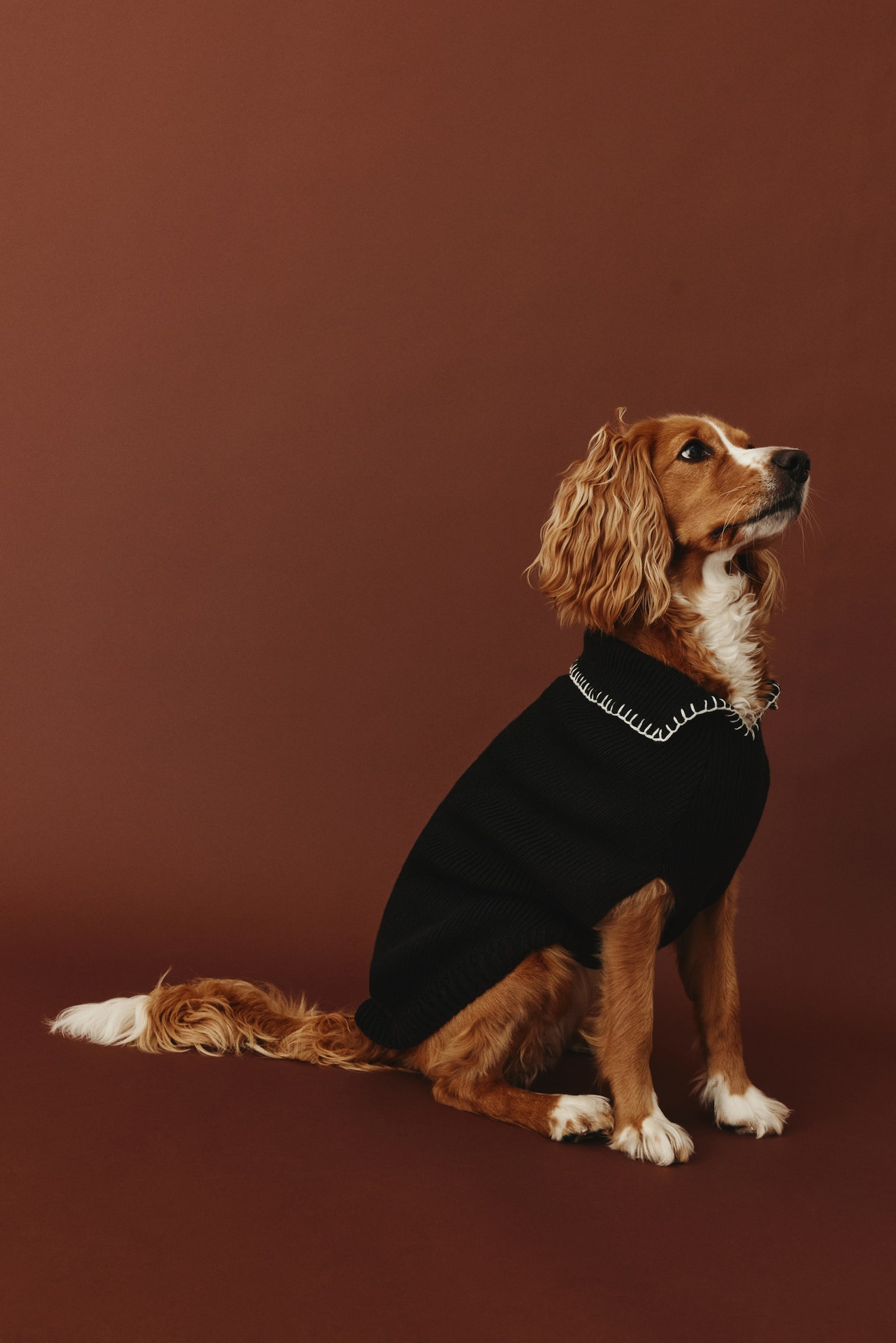 Rib Knit Dog Sweater - Black - 6