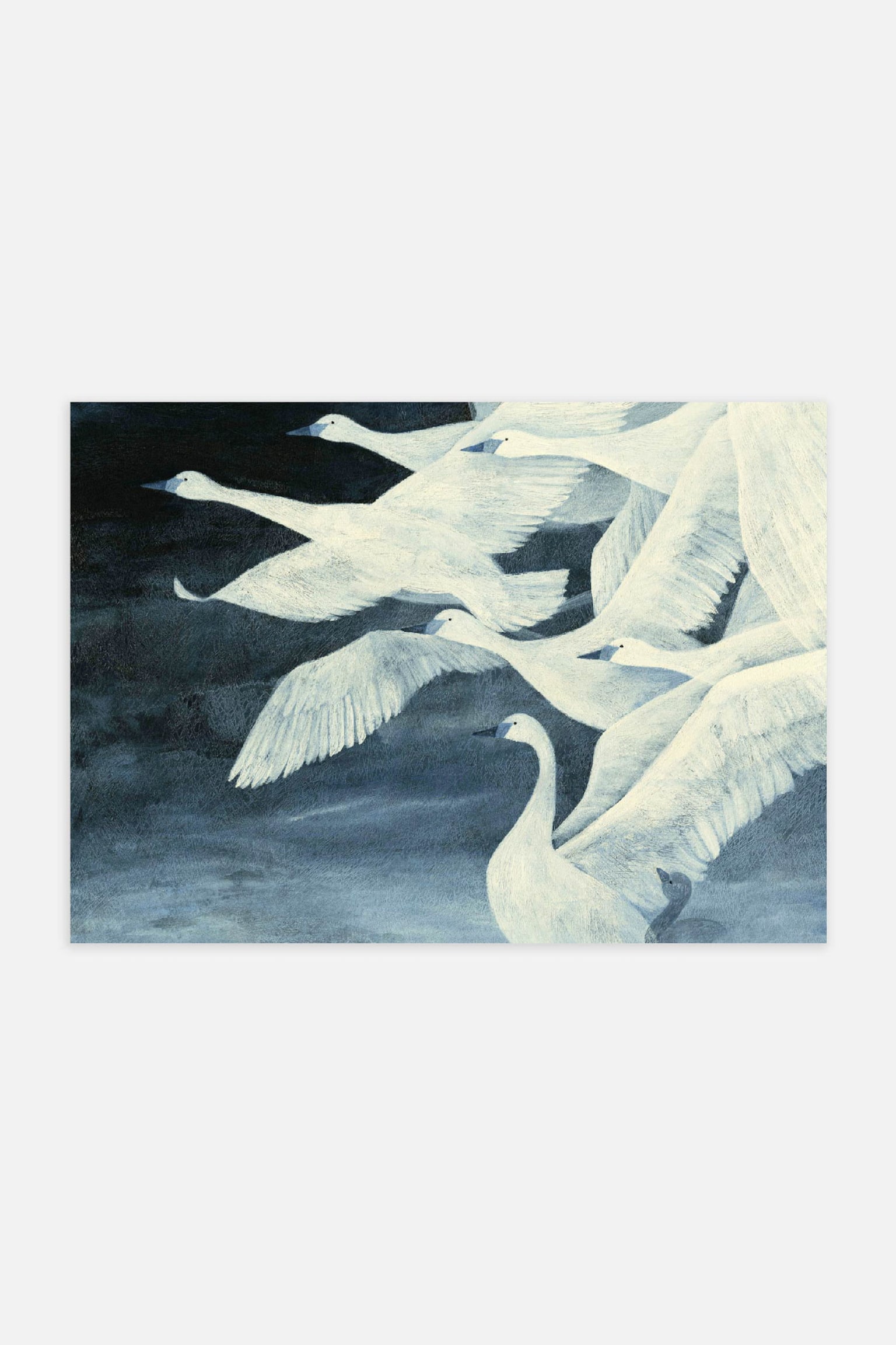 Swan Flight Poster - Swan Flight - 1