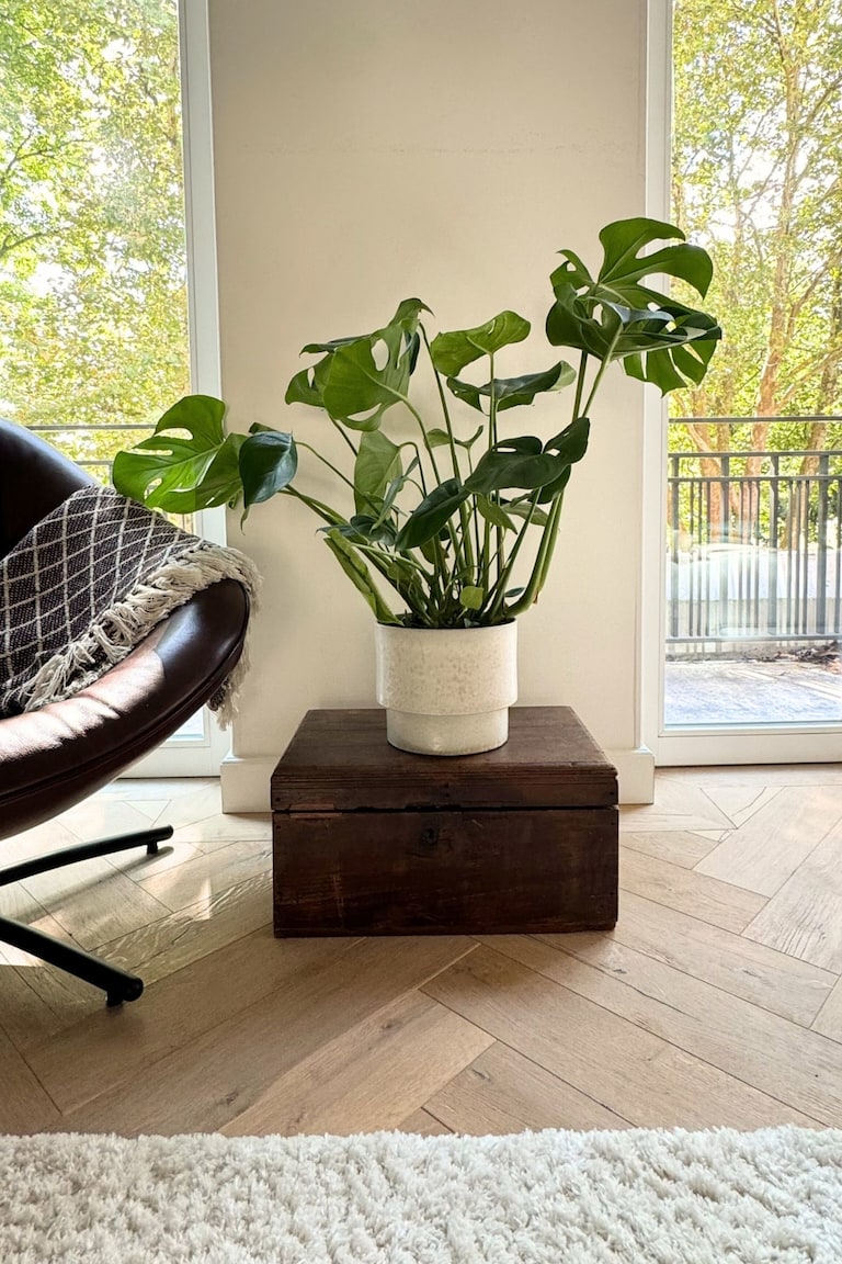 Monstera Deliciosa H 70cm Plant in a Box HOME H&M ES