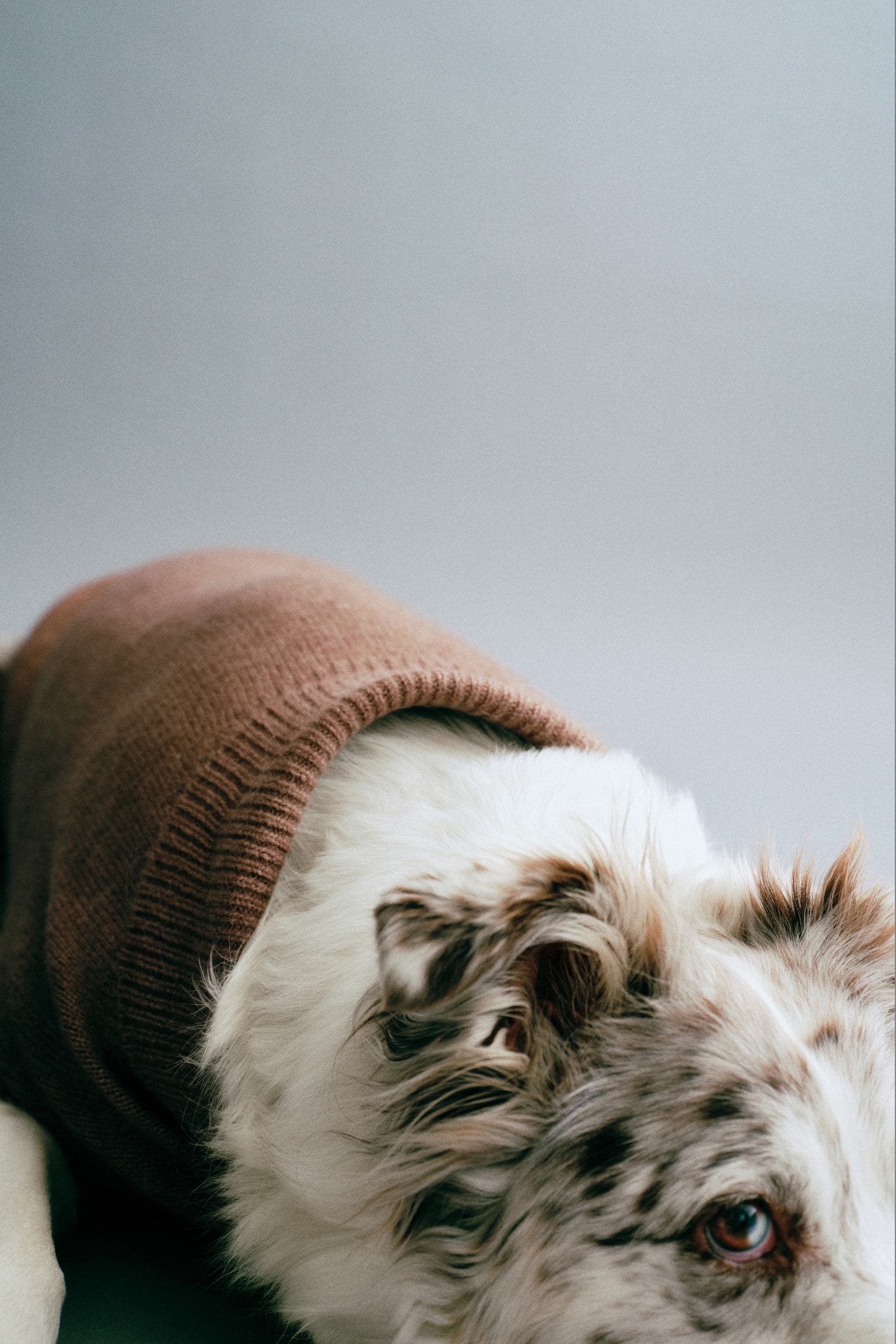 Женский свитер H&M Fine-Knit Dog, цвет: Тёмный бежевый — фото 5
