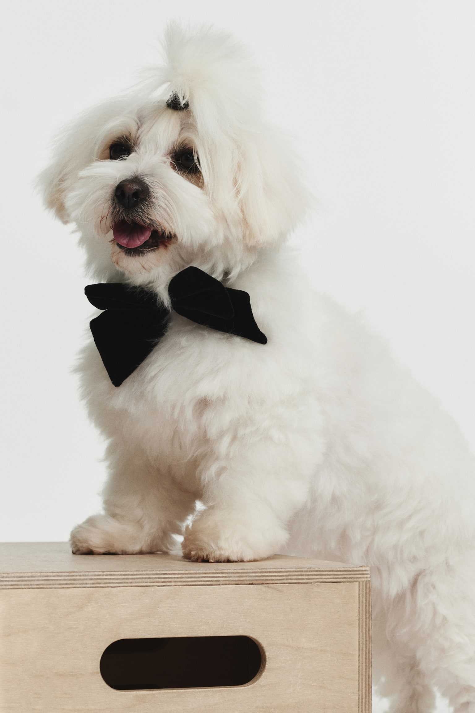 Dog bow tie - Black/Red - 5