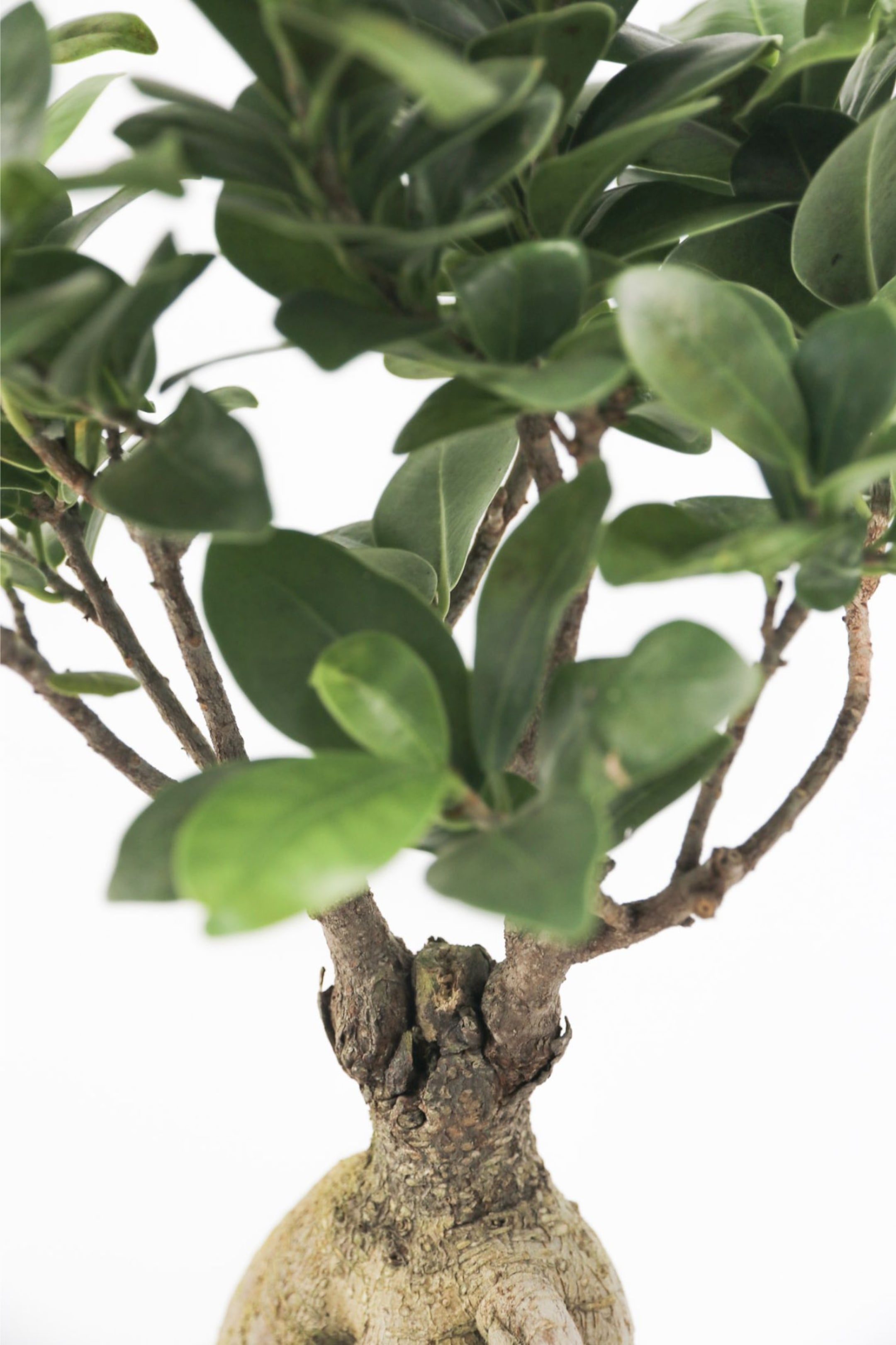 Ficus Ginseng - Set Av 2 - H 30cm - Home All | H&M SE 2