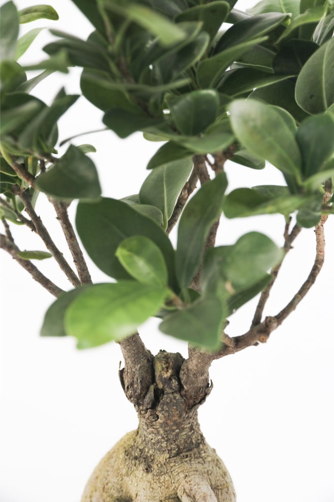 Ficus Ginseng - Set Av 2 - H 30cm - 2