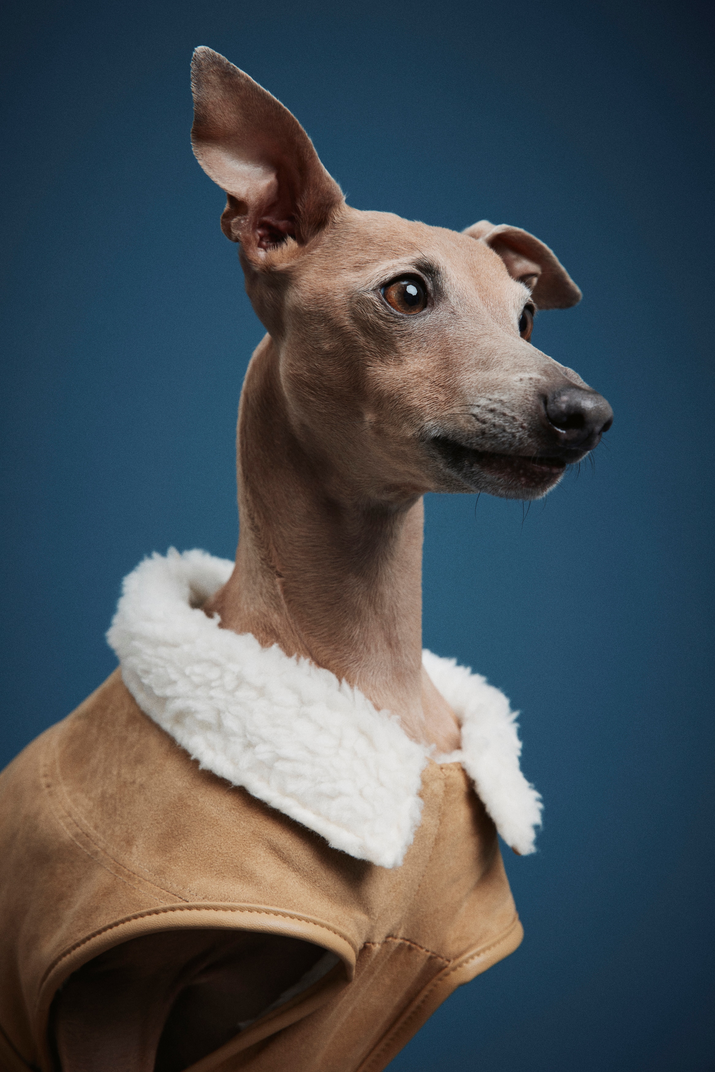 Signore - Beige Teddy-lined dog coat - Size: XXS-20  - H&M