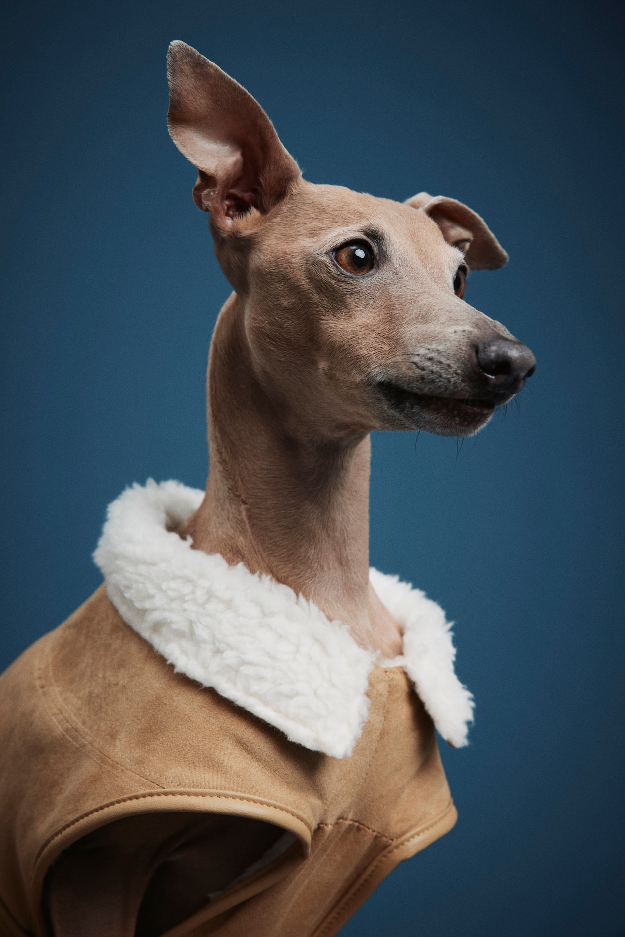 Teddy-lined dog coat Beige Ladies H&M