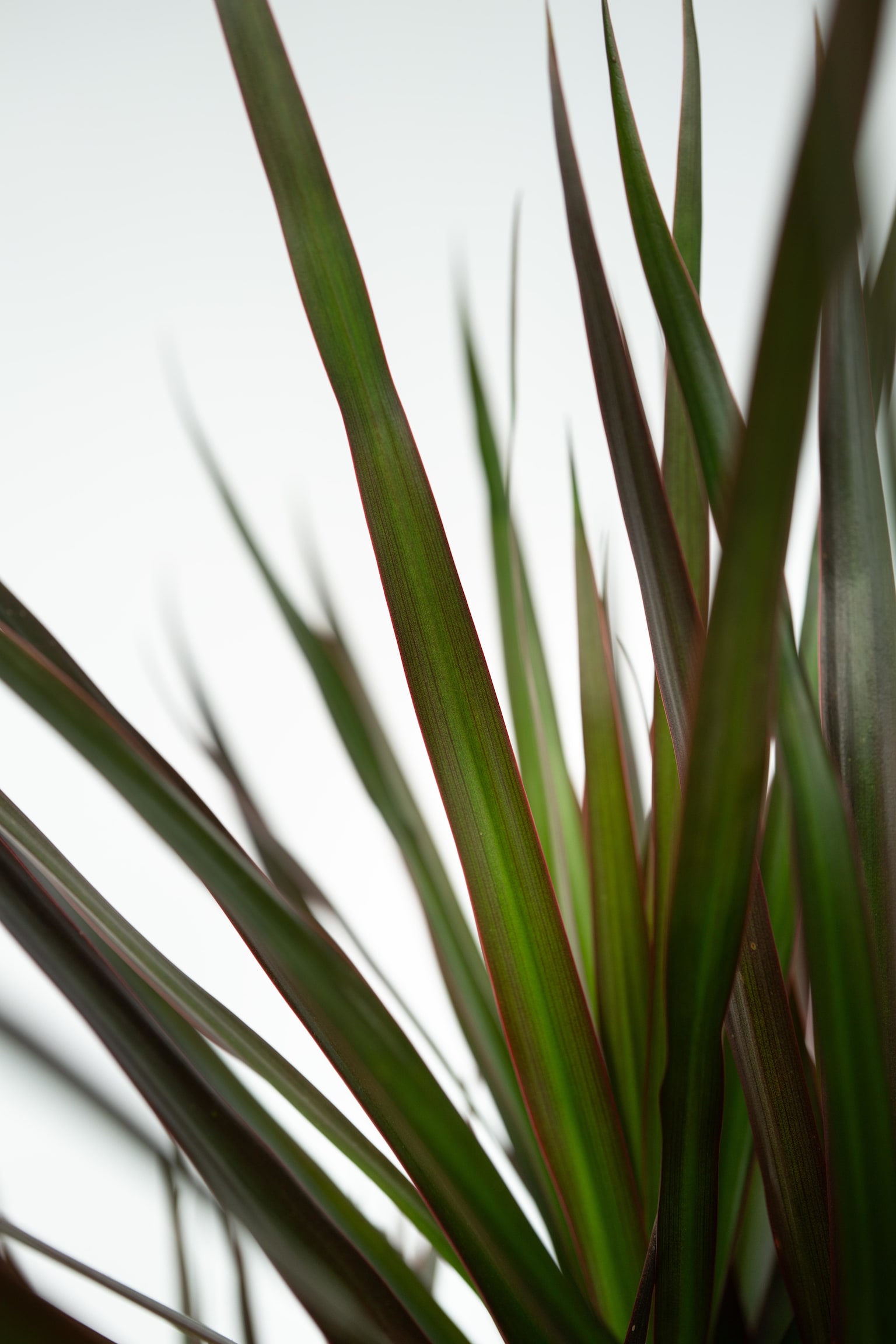 Dragon Tree Dracaena Magenta - H 70cm - 2