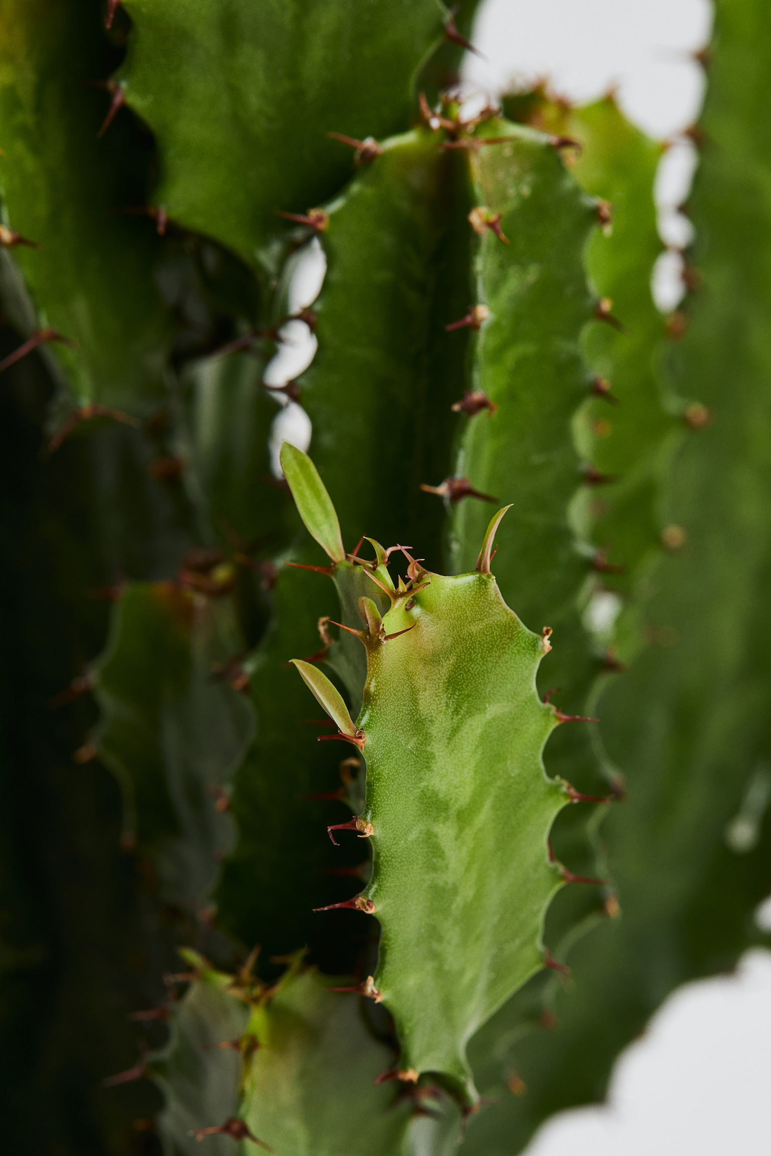 Euphorbia Cowboy Cactus - H 50cm - 2