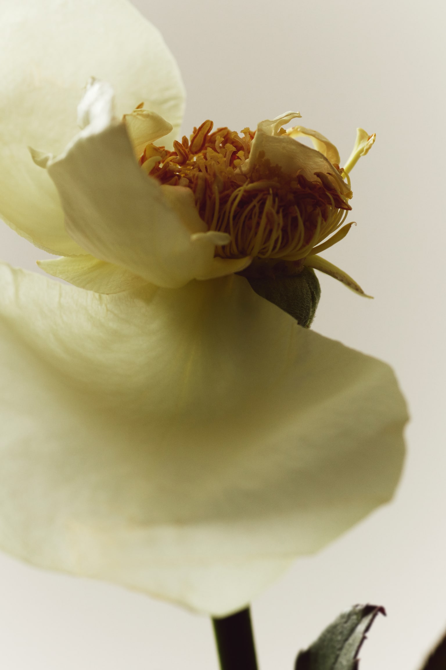 Pink Dawn EdP - Pink Dawn - 4