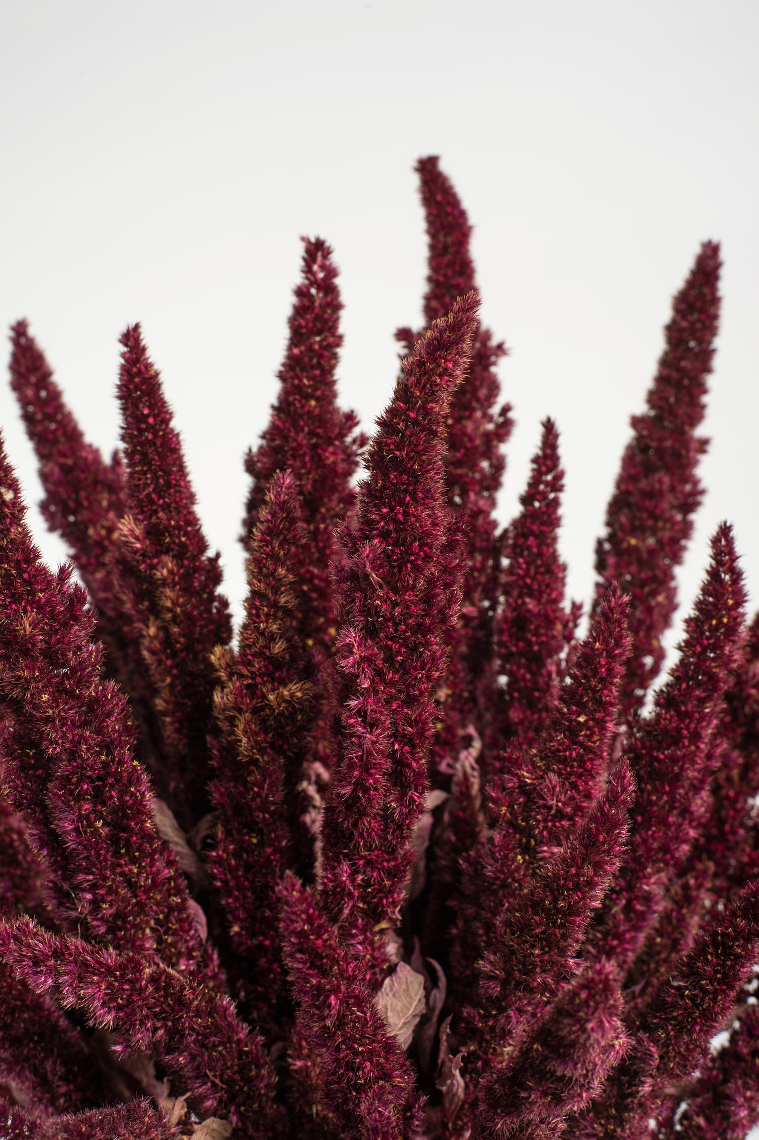 Amaranthus - 55cm - 2