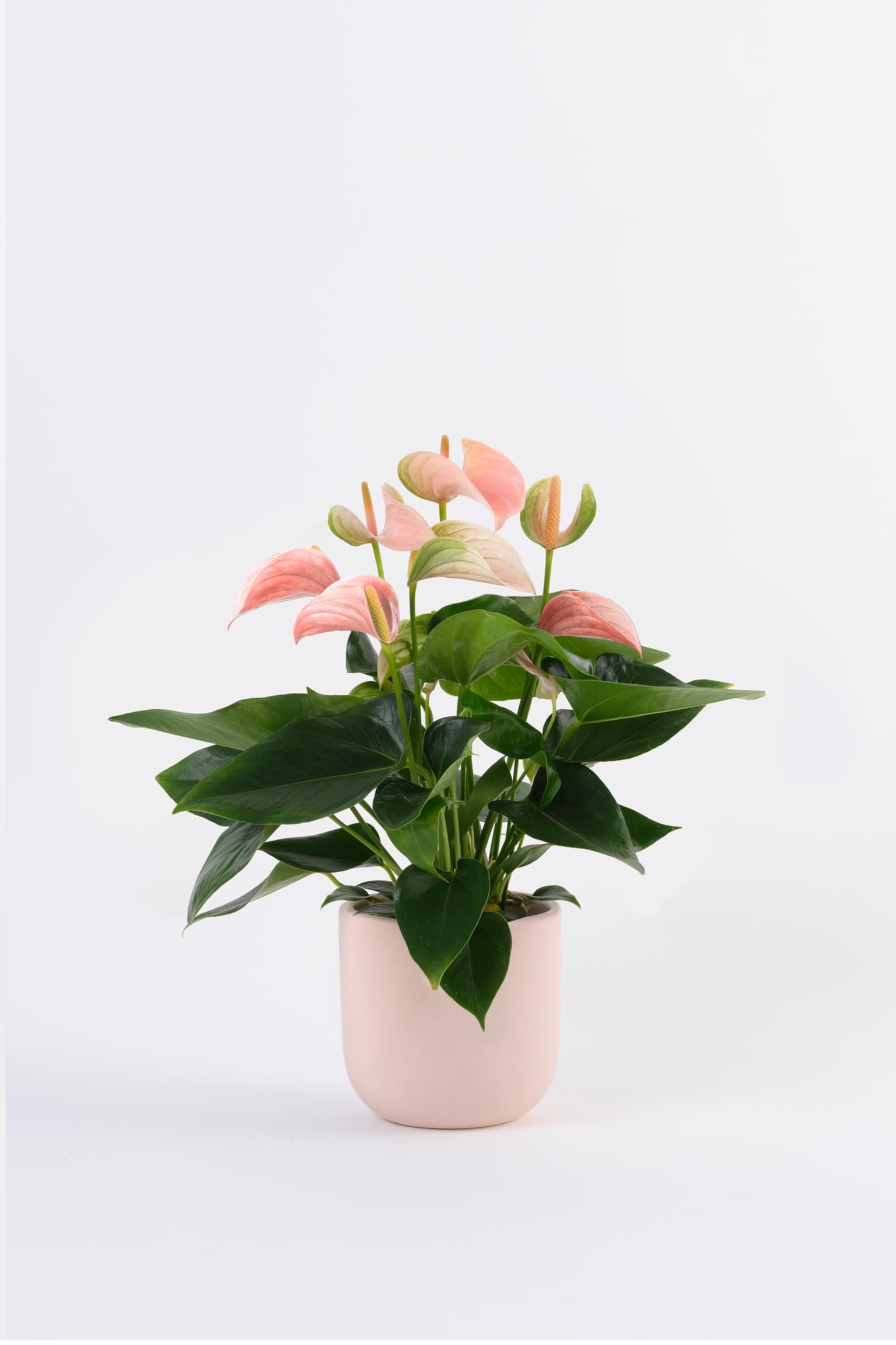 Peach Anthurium - H40cm - 1