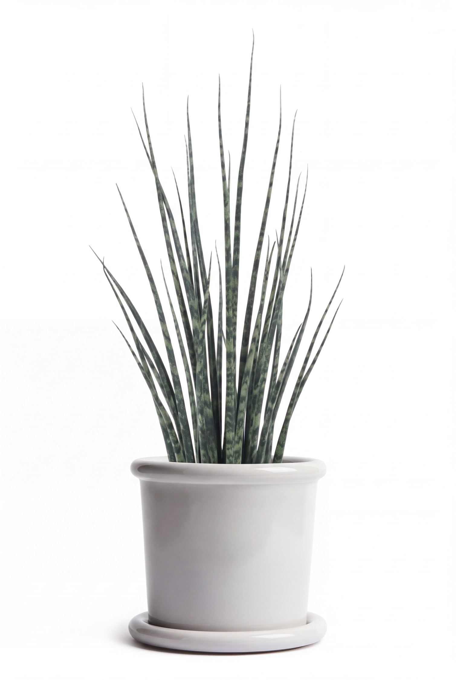 Ein zylindrischer weißer Keramik-Pflanztopf mit passender Untertasse hält eine hohe, aufrecht wachsende Sansevieria cylindrica mit schlanken grünen Blättern. Der Pflanztopf steht auf einem hellen Holz-Beistelltisch mit dreiteiligem Sockelgestell.