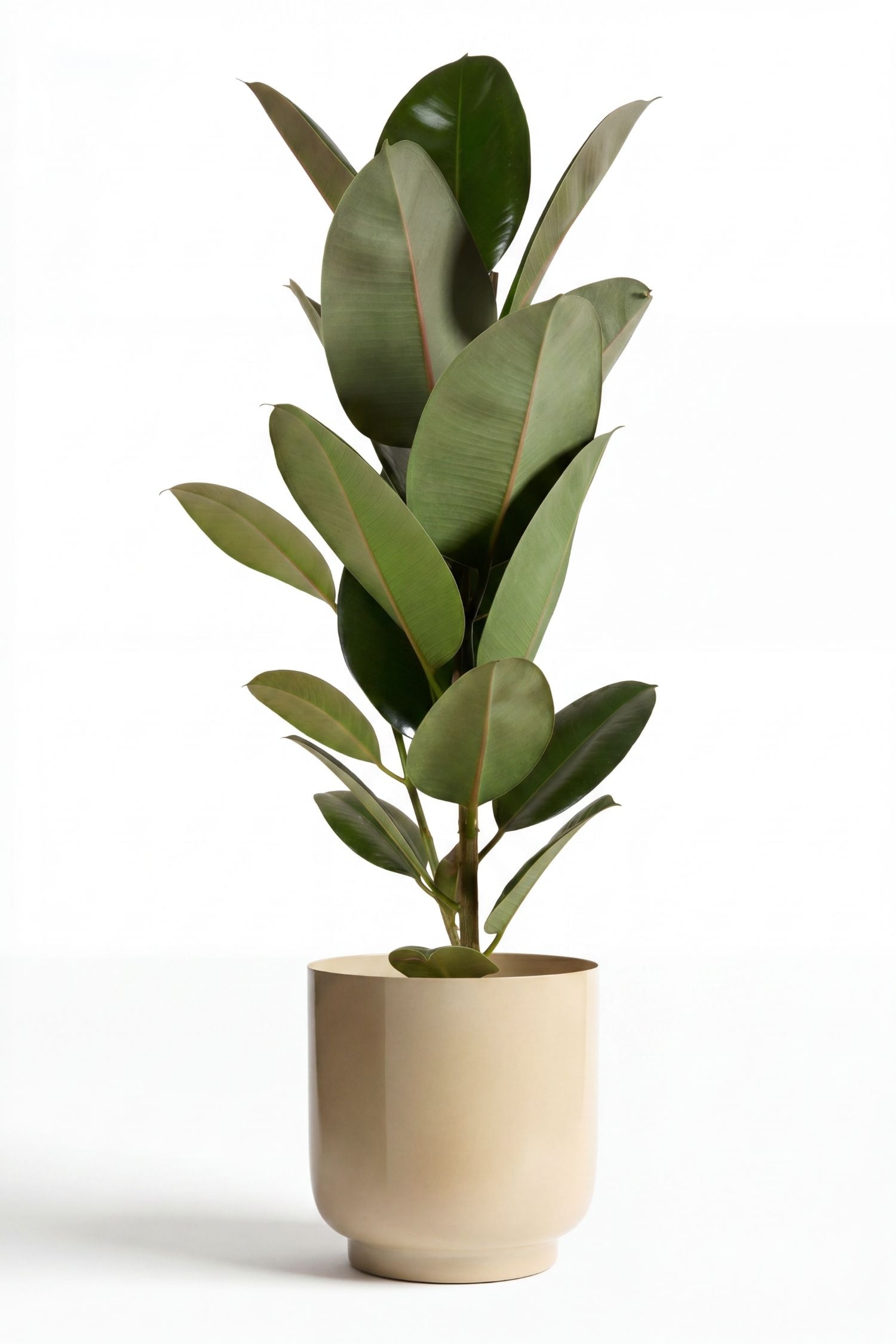 Ficus Elastica Robusta - H 80cm