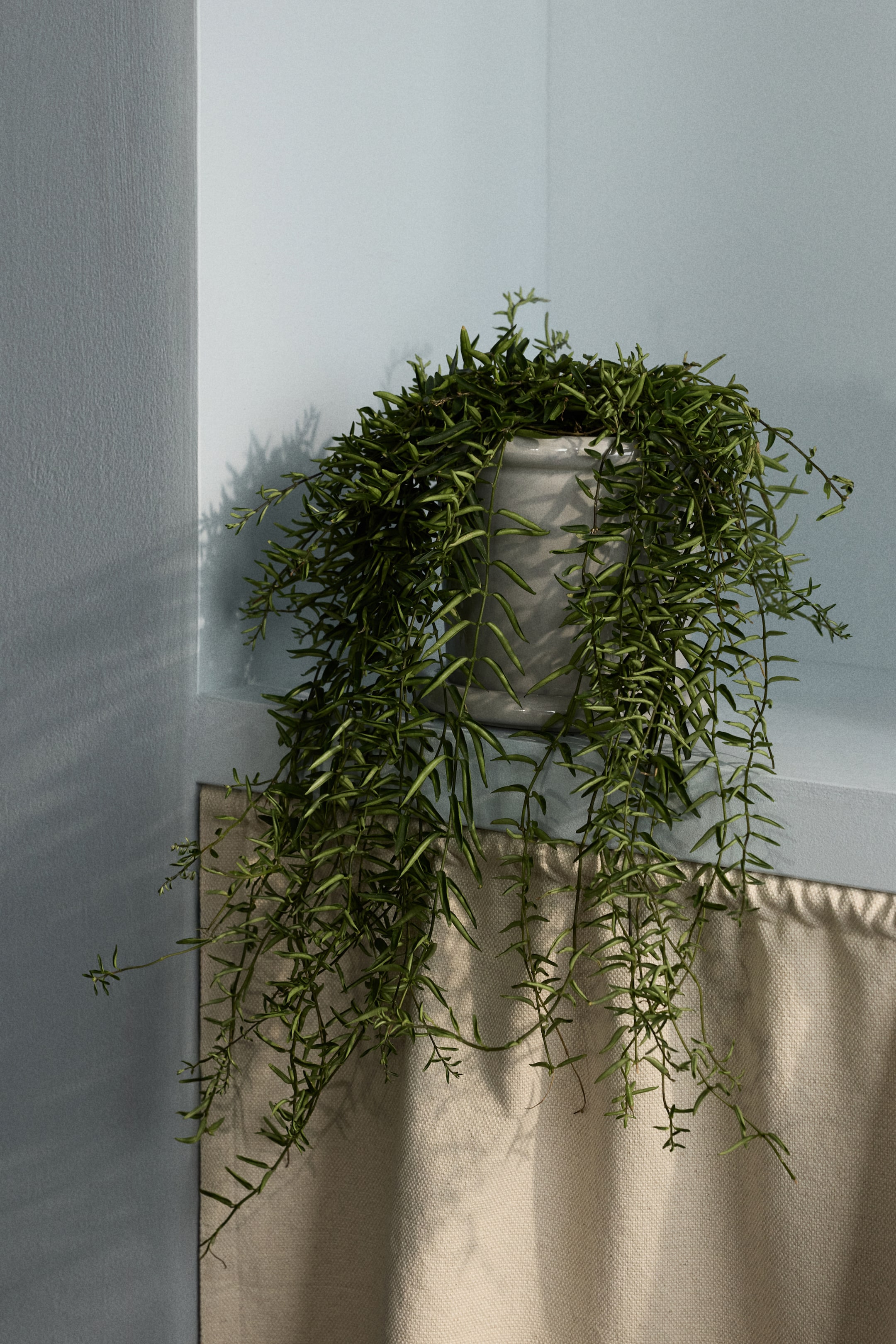 View larger image: A trailing green plant is in a light grey cylindrical pot, with its many slender, pointed leaves cascading downwards and draping over a light beige fabric.