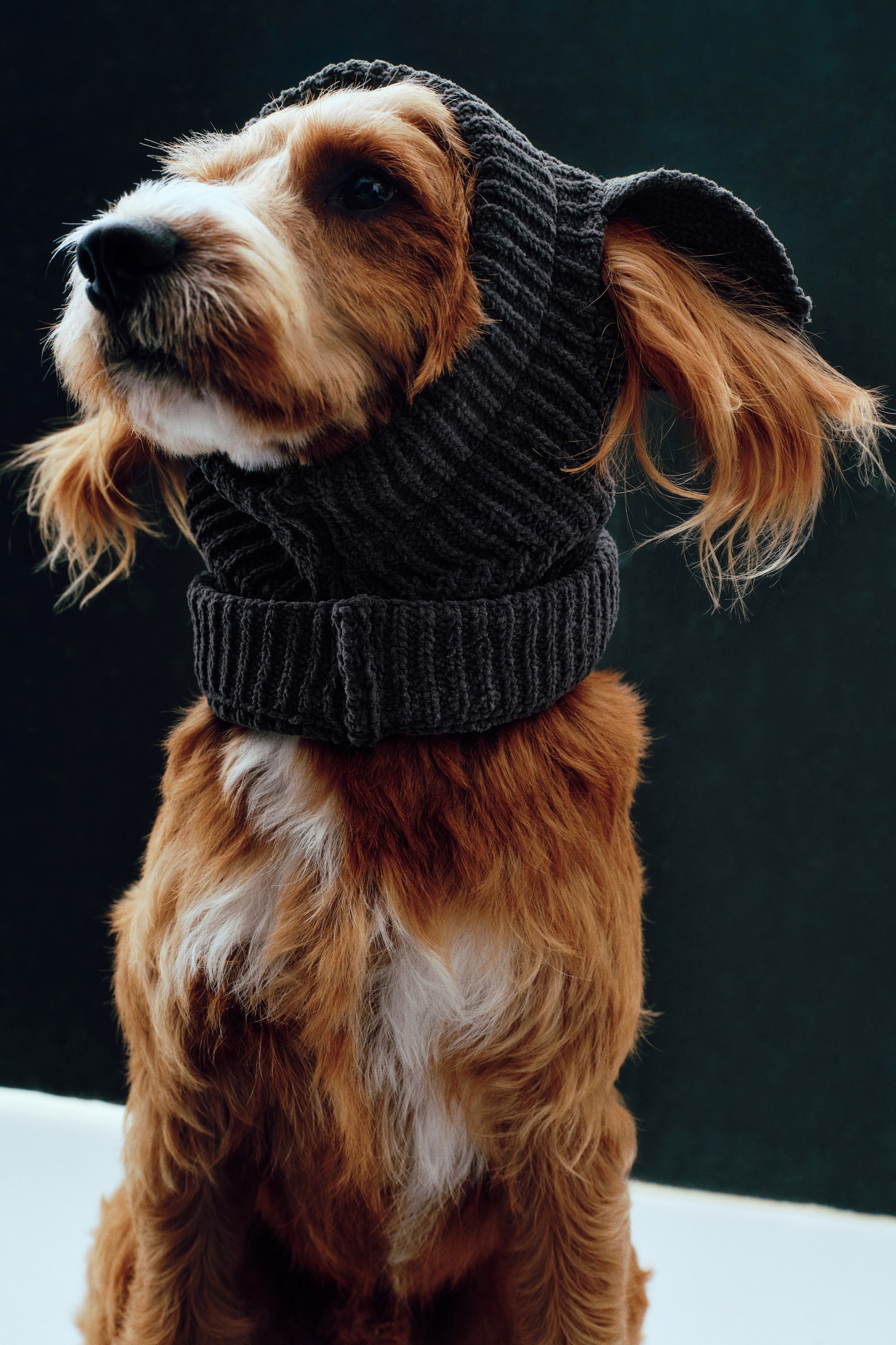 View larger image: Dog balaclava - Dark grey | H&M 1