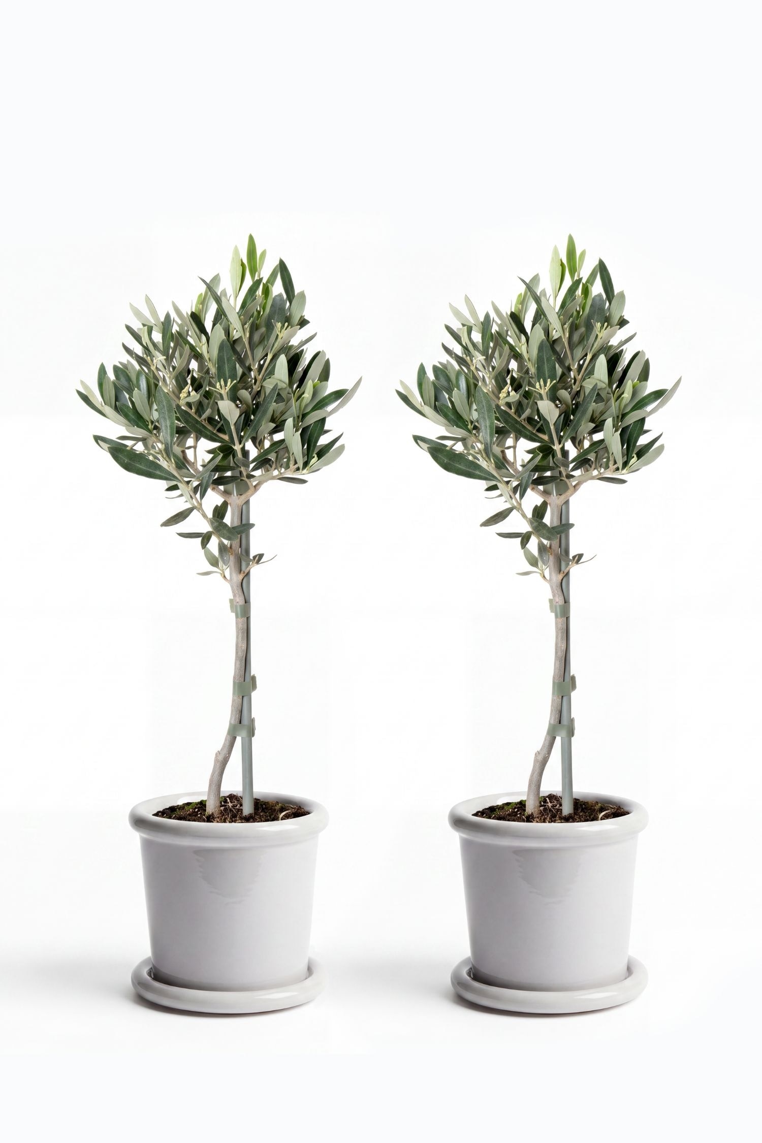 Olivo - set di 2 - H 40cm