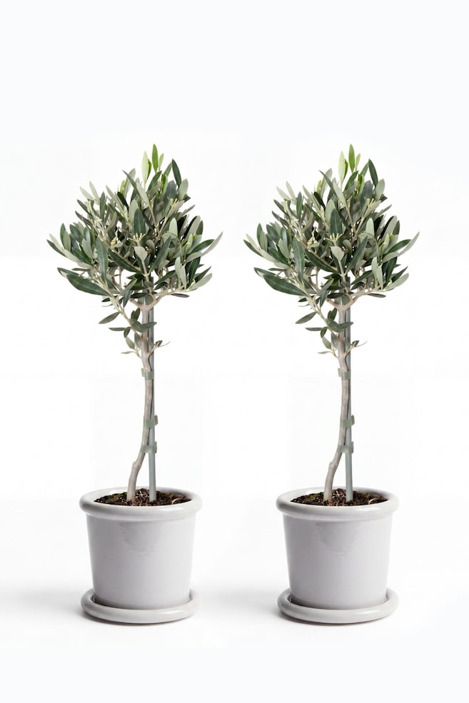Olivenbaum - 2er Set - H 40cm - 1