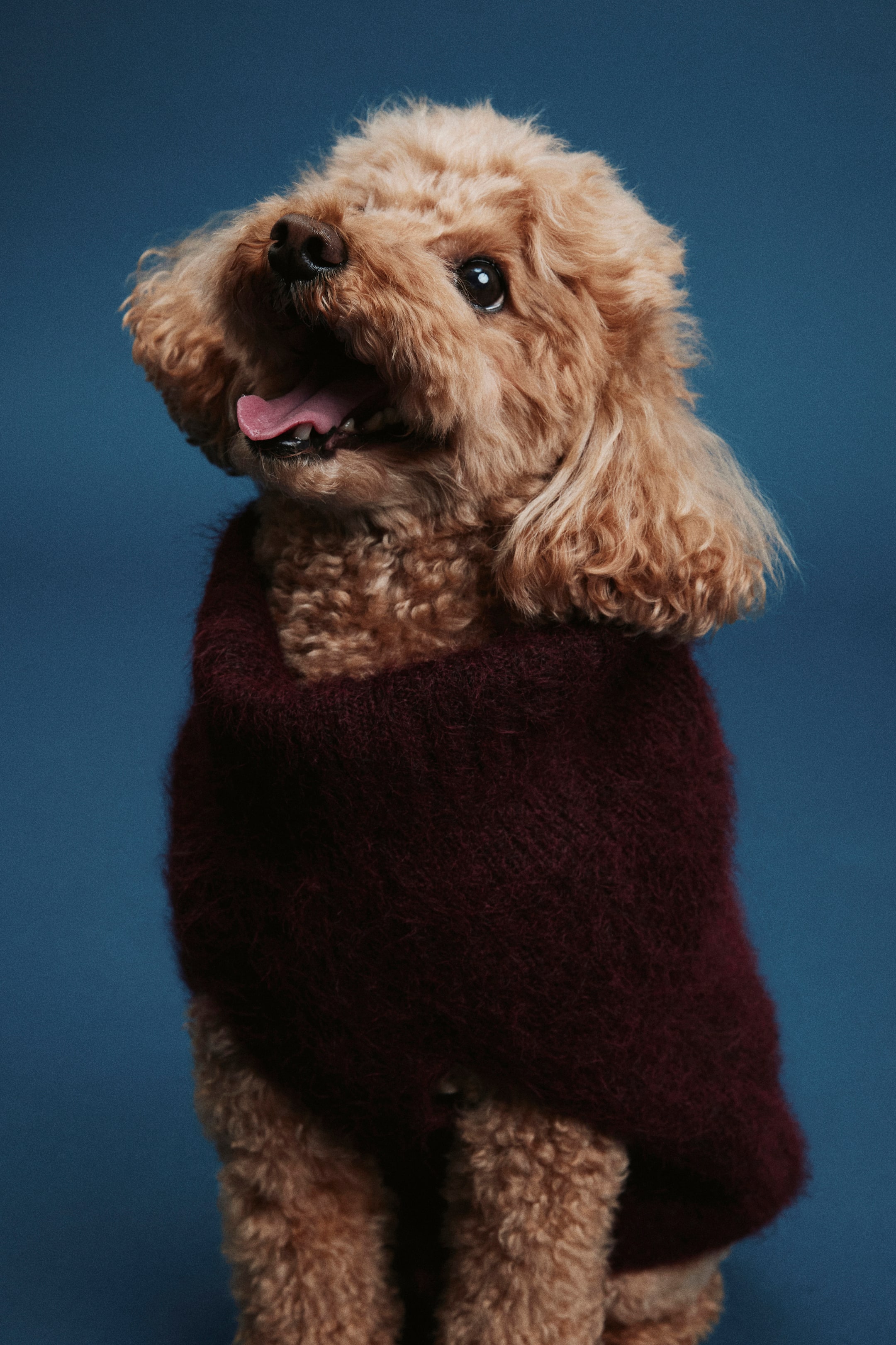 Größeres Bild ansehen: Flauschiger Hundepullover - Weinrot - Men | H&M DE 1