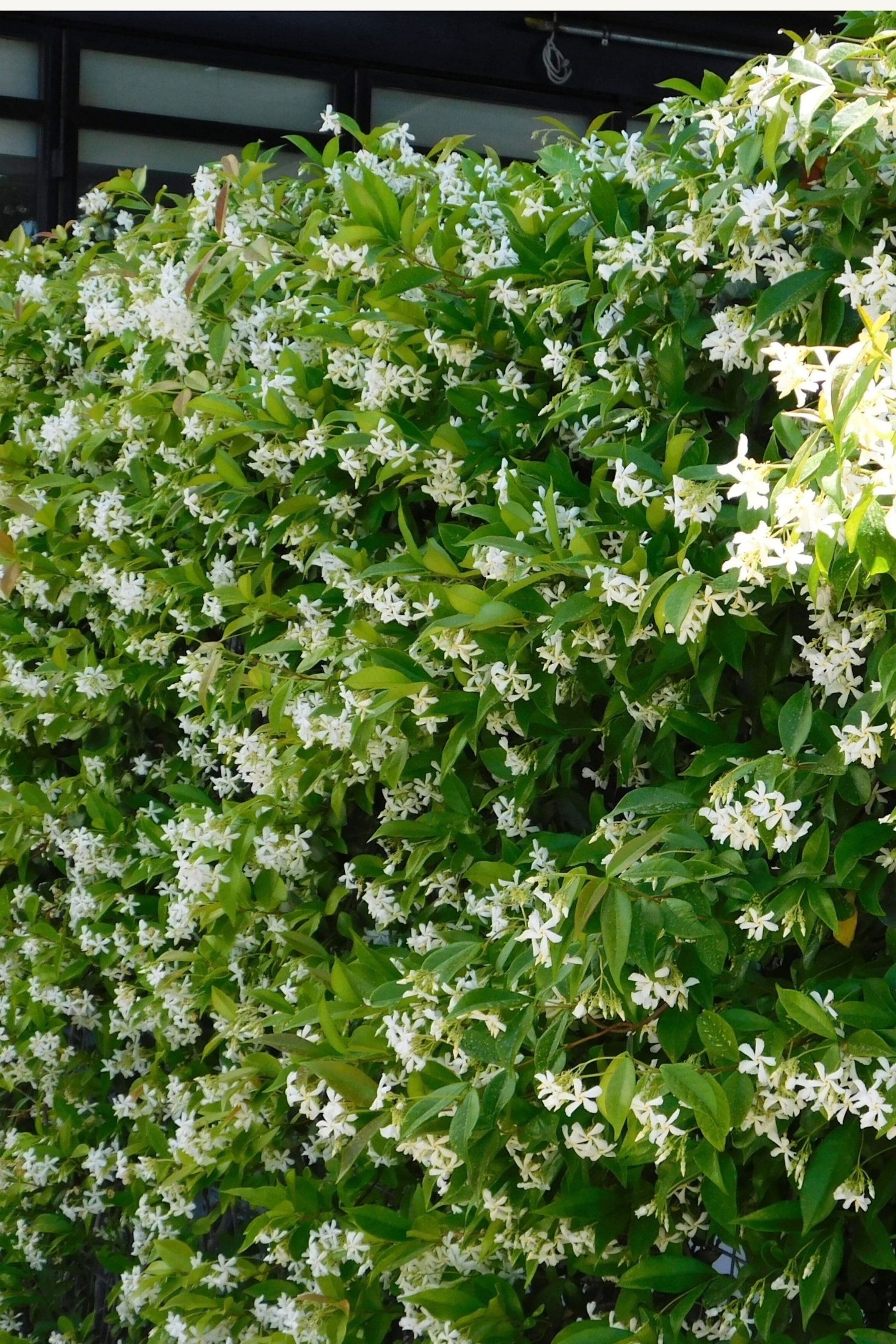 Se større billede: En tæt blomstrende vin dækker en overflade og præsenterer talrige små hvide stjerneformede blomster, der er spredt blandt de livlige grønne blade.