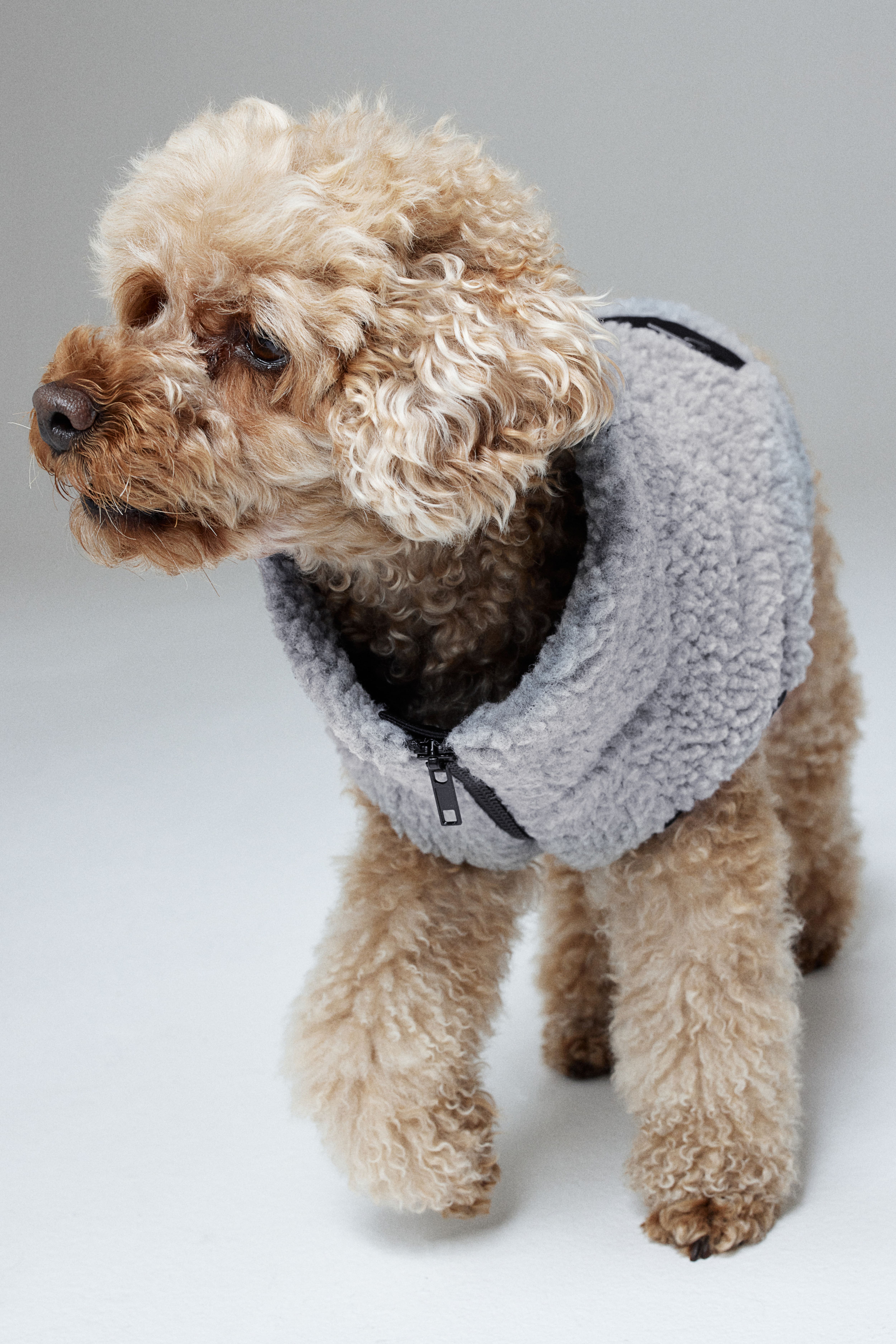 H and m dog sweater hotsell