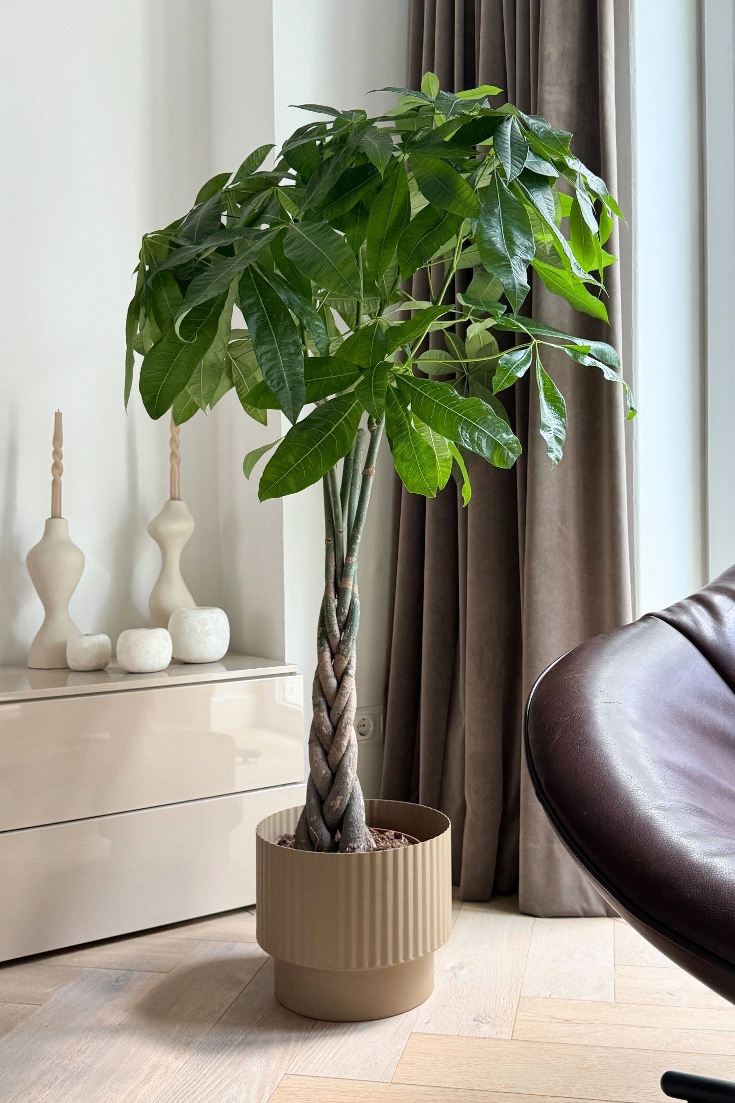 Pachira wodna - Pachira aquatica - H 100cm