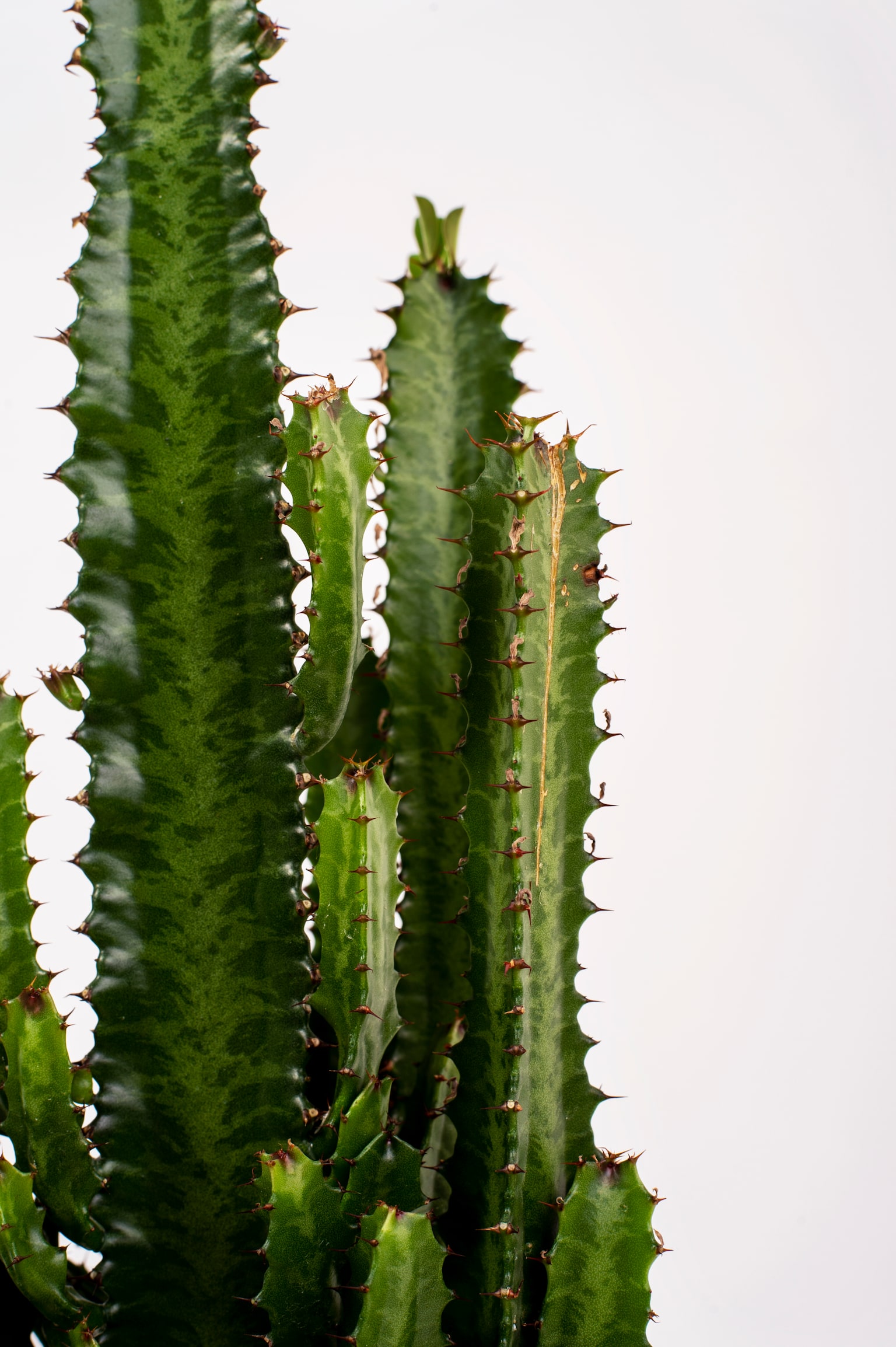 Trigona Cactus - H65cm - 2