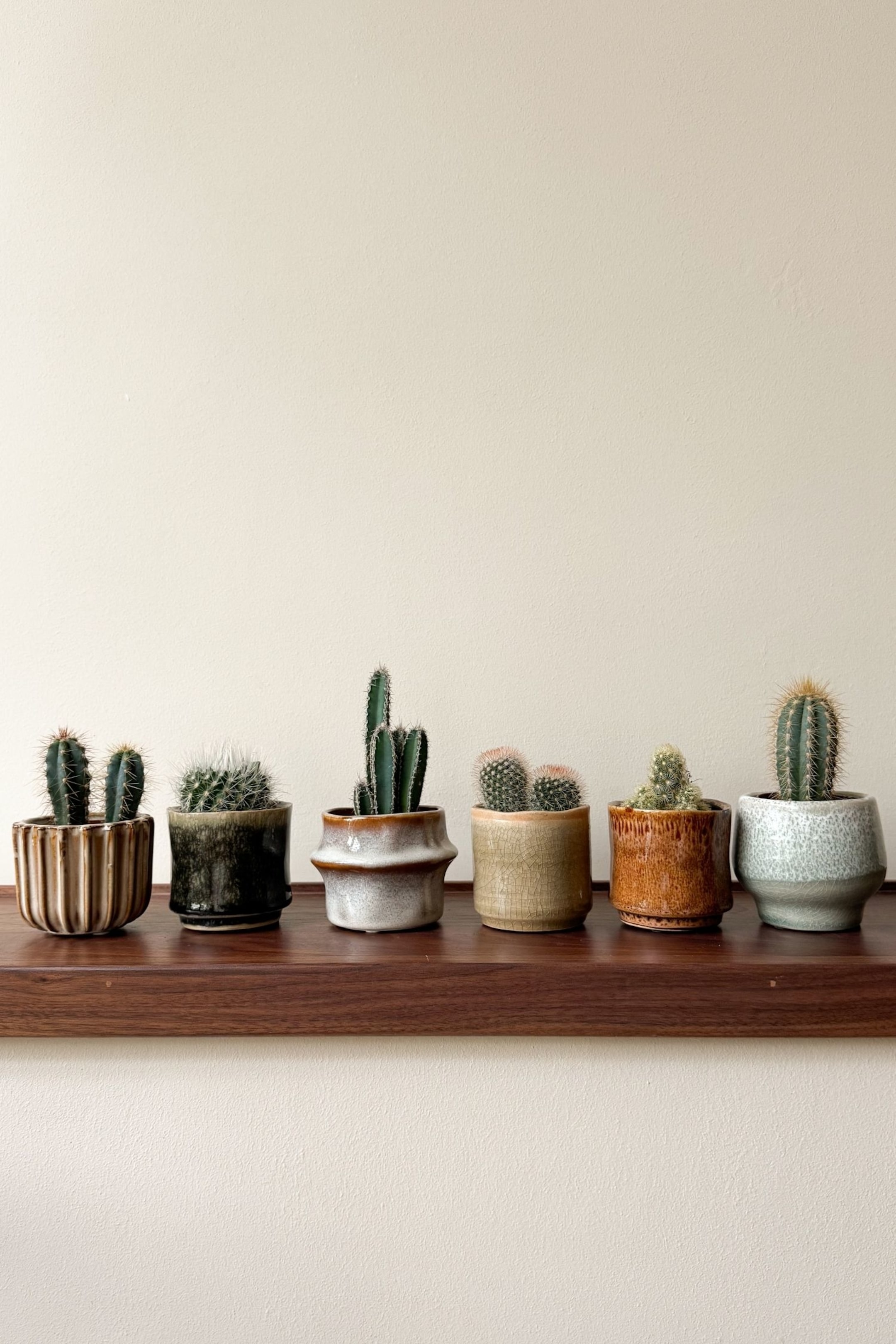 Grotere afbeelding bekijken: Cactus - Set Van 6 - H 5cm - Plant in a Box - HOME | H&M NL 2