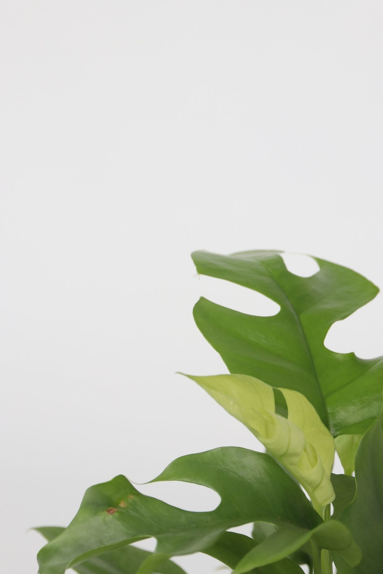 Monstera Minima - Set Of 2 - H 20cm - 2