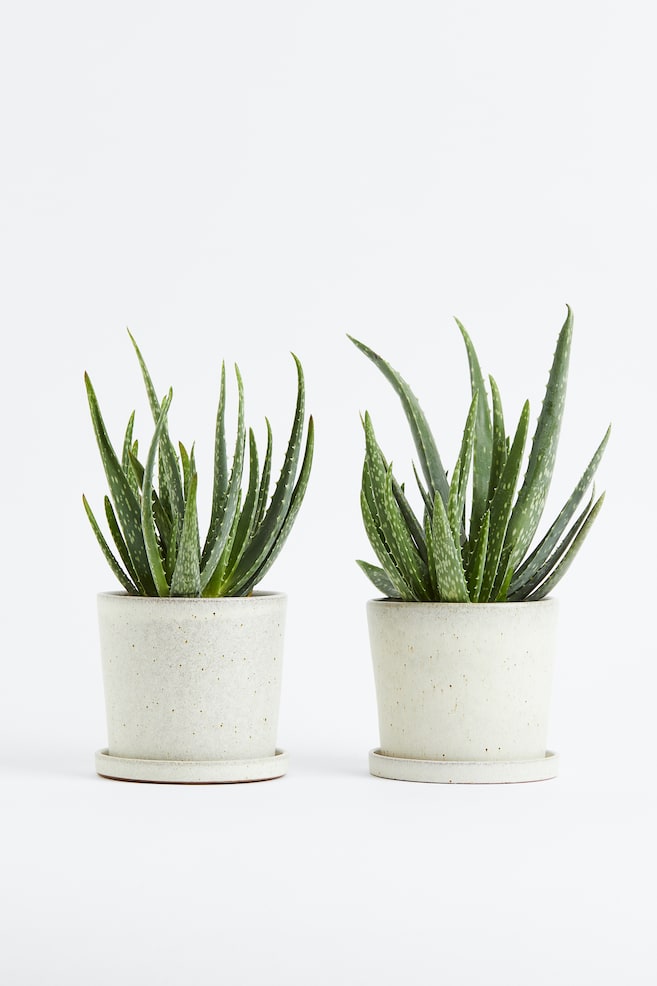Aloe Vera - Juego de 2 - H 30cm - 1