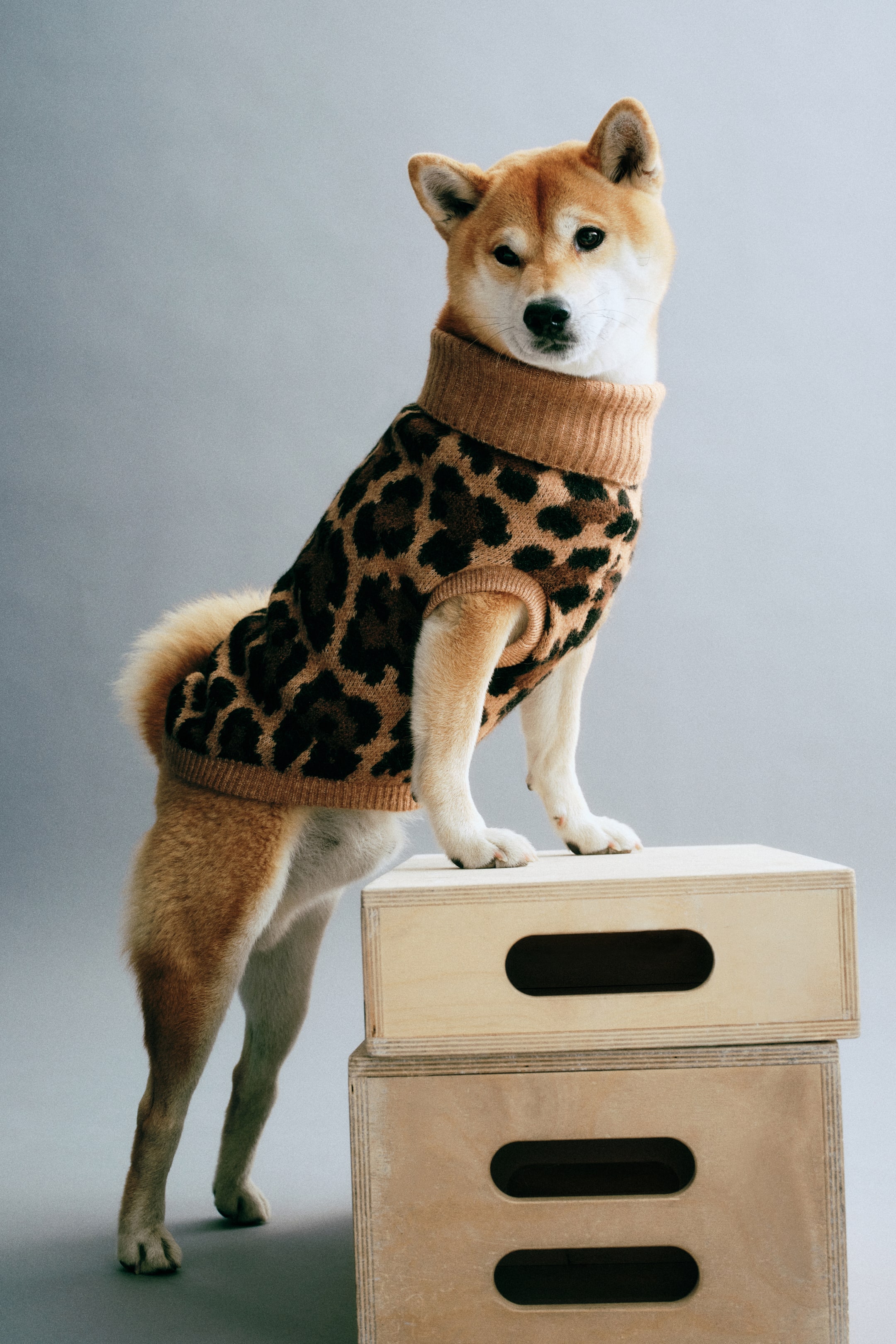 Ver imagen más grande: Un jersey para perro de punto fino con estampado de leopardo lo lleva un perro de perfil izquierdo, destacando su cuello vuelto alto de canalé beige, el ribete acanalado alrededor de las aberturas de las patas delanteras y el bajo acanalado a juego en la parte trasera.