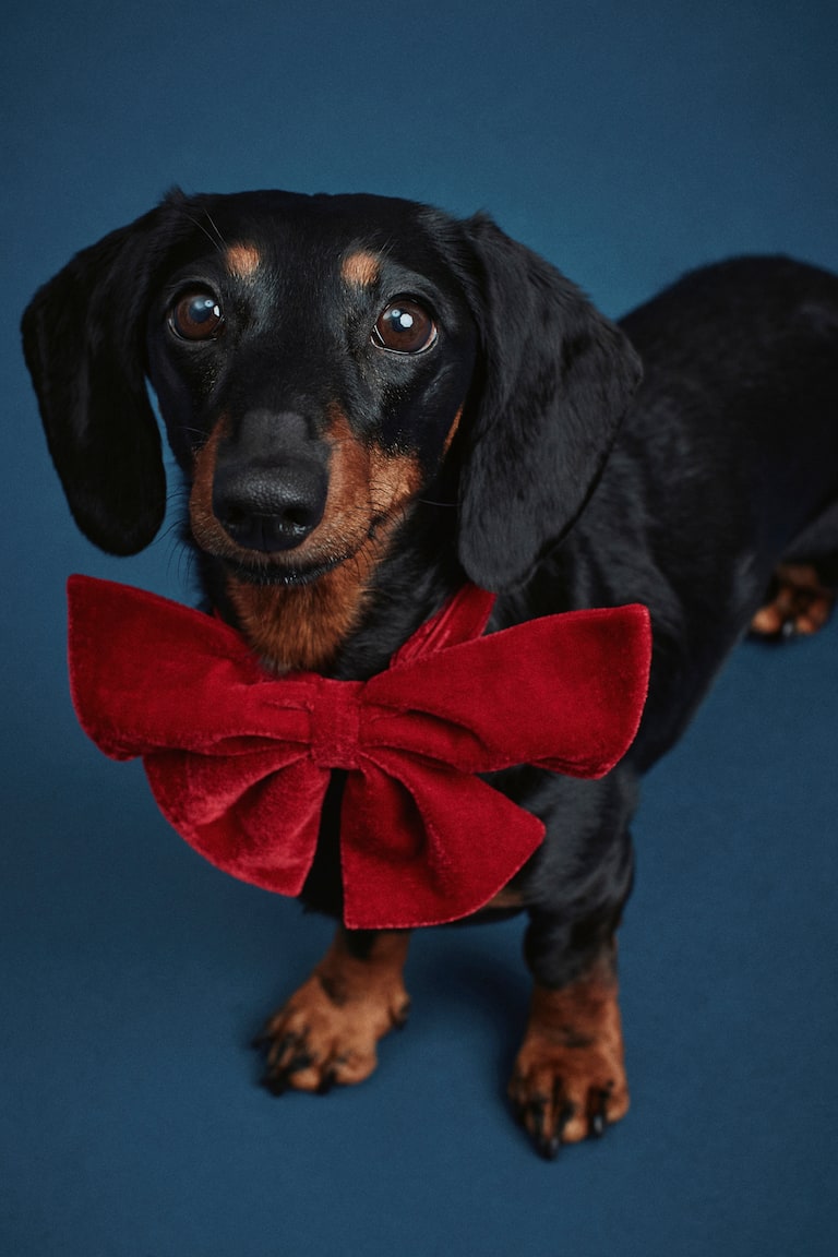 Dog bow tie