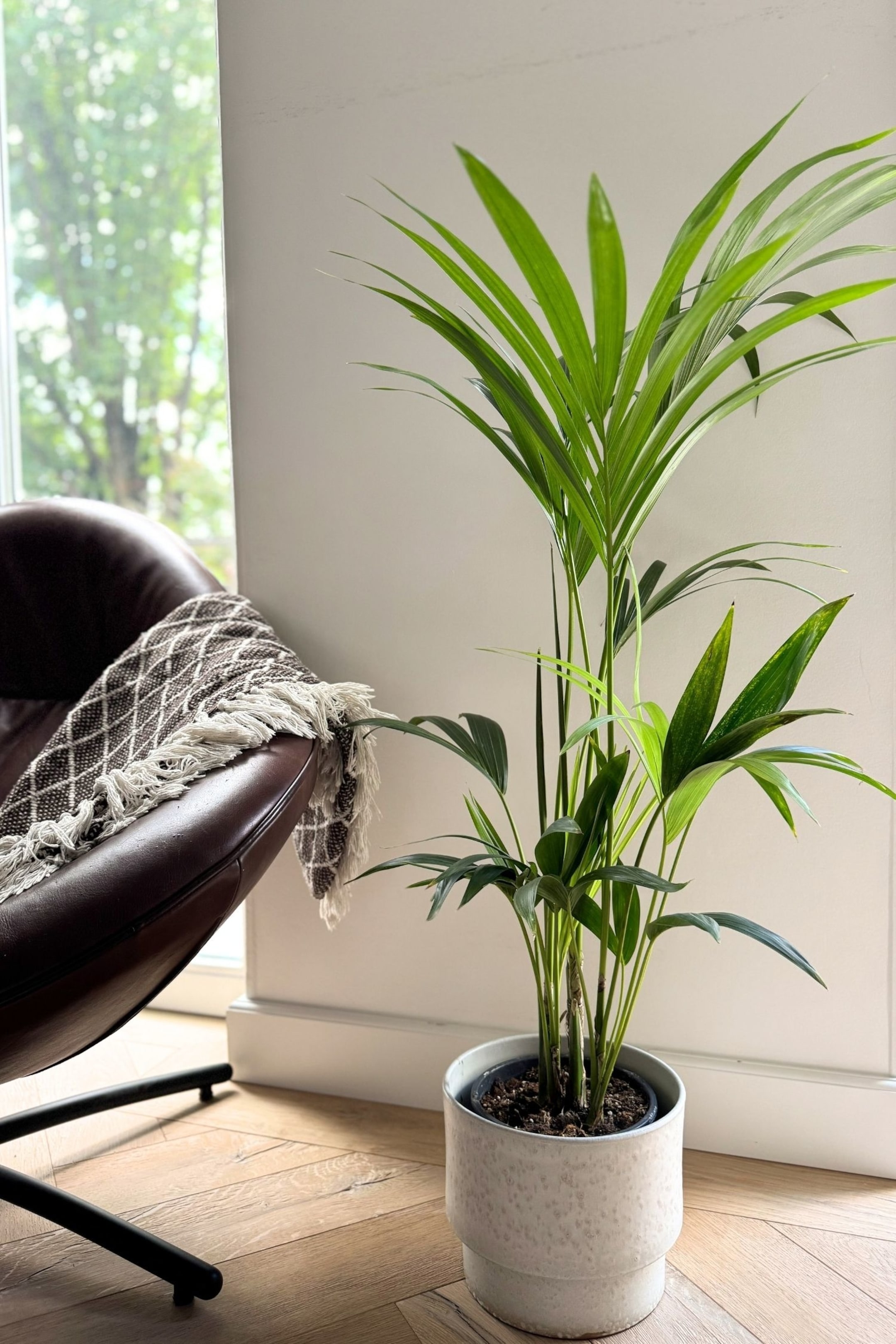 Größeres Bild anzeigen: Kentia Palme - H 90cm - Plant in a Box - Home All | H&M AT 2