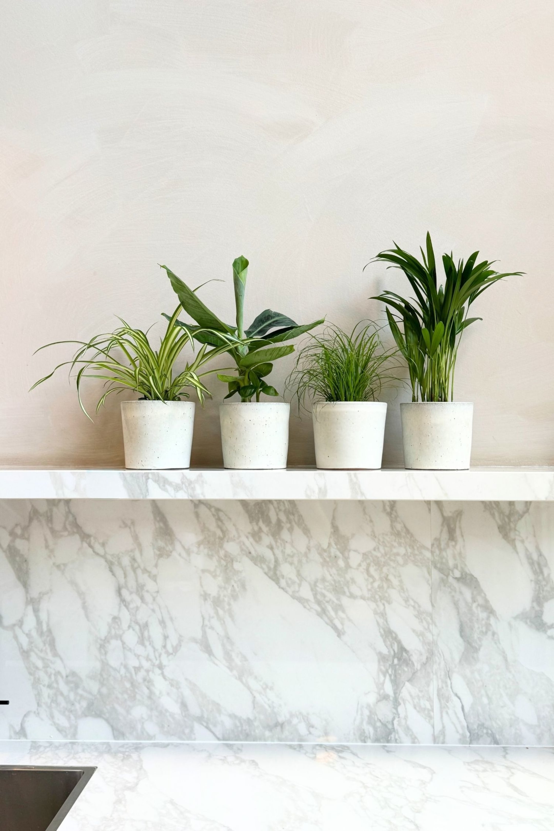 Visa större bild: Husdjursvänlig - Mix Av 4 - H 25cm - Plant in a Box - Home All | H&M SE 1