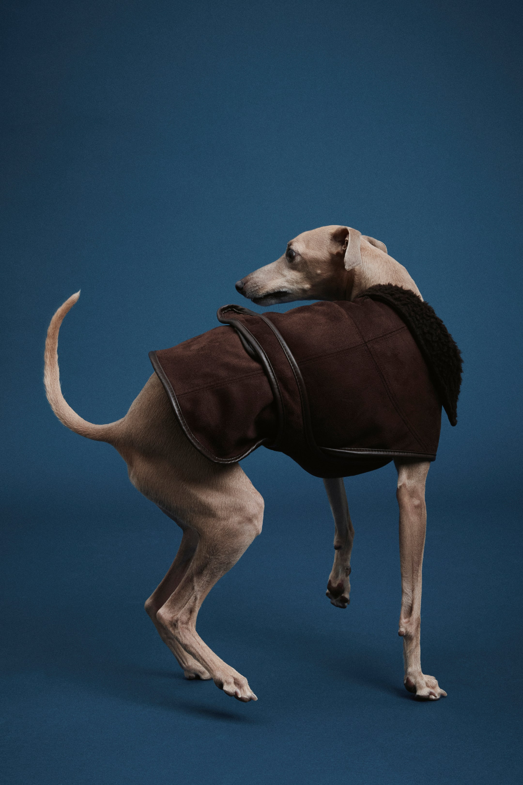 Visualizza immagine più grande: Teddy-lined dog coat - Marrone scuro - DONNA | H&M IT 3