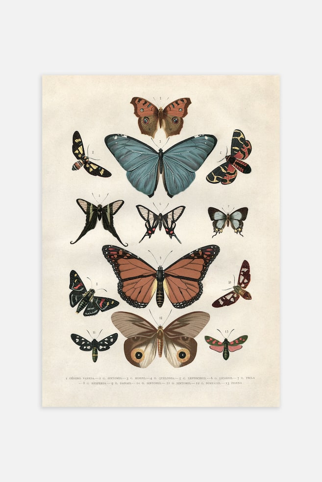 Vintage Butterflies Poster - Marron/bleu - 1