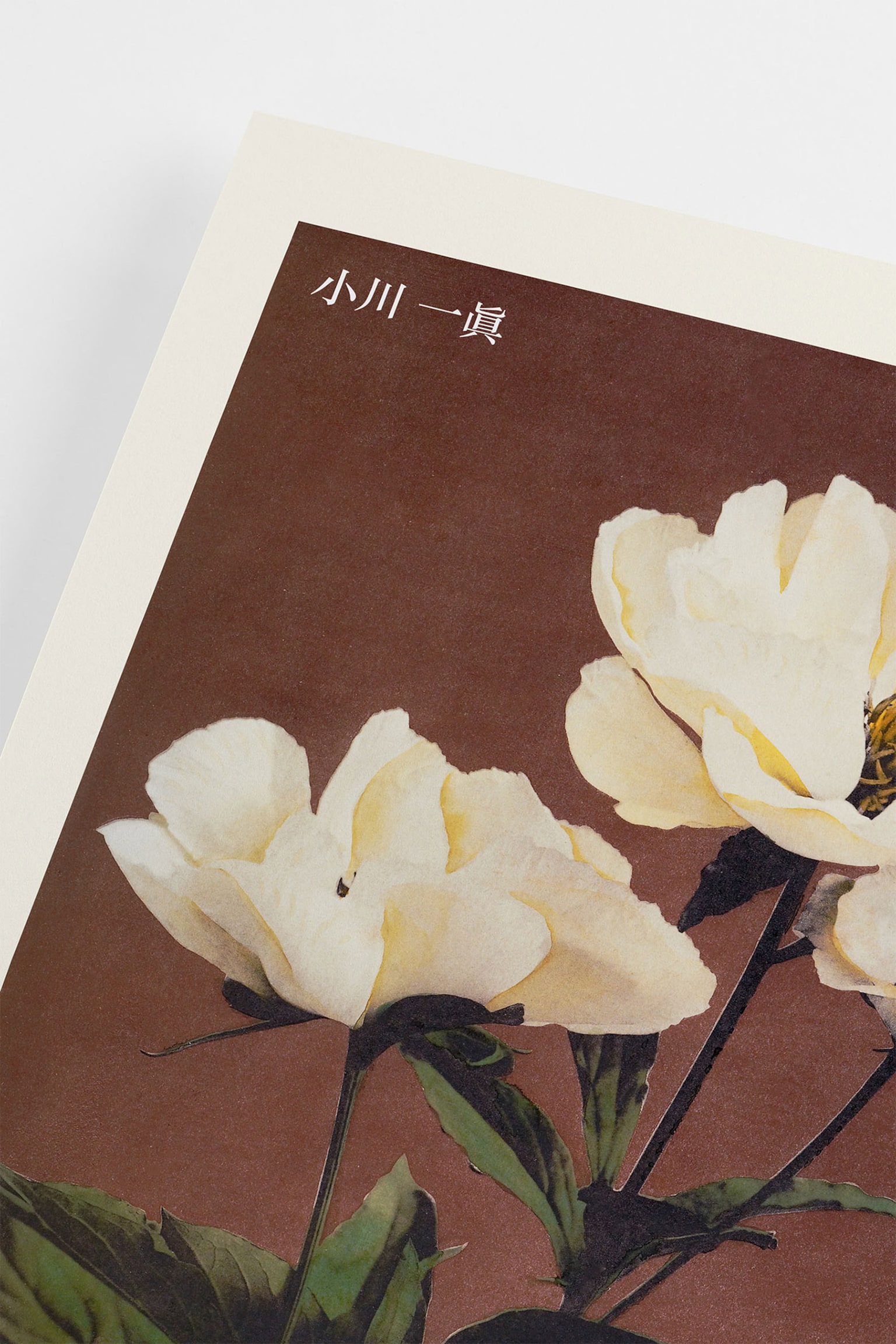 Peony By Kazumasa Poster - Red/brown - 2