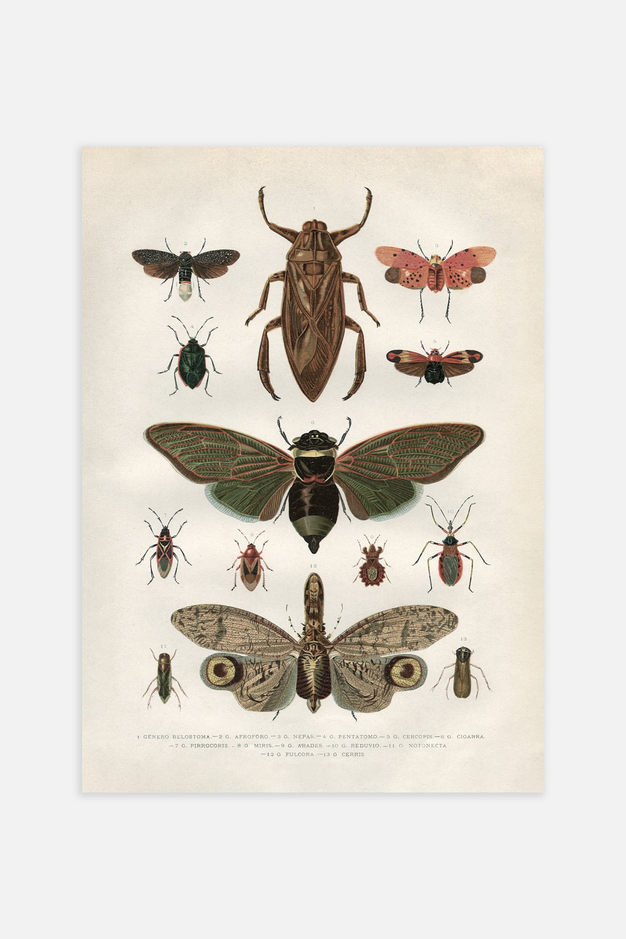 Vintage Insects Poster - Brown - Postery - Home All | H&M GB