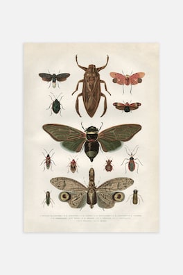 Vintage Insects Poster