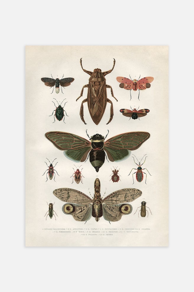 Vintage Insects Poster - Marron - 1
