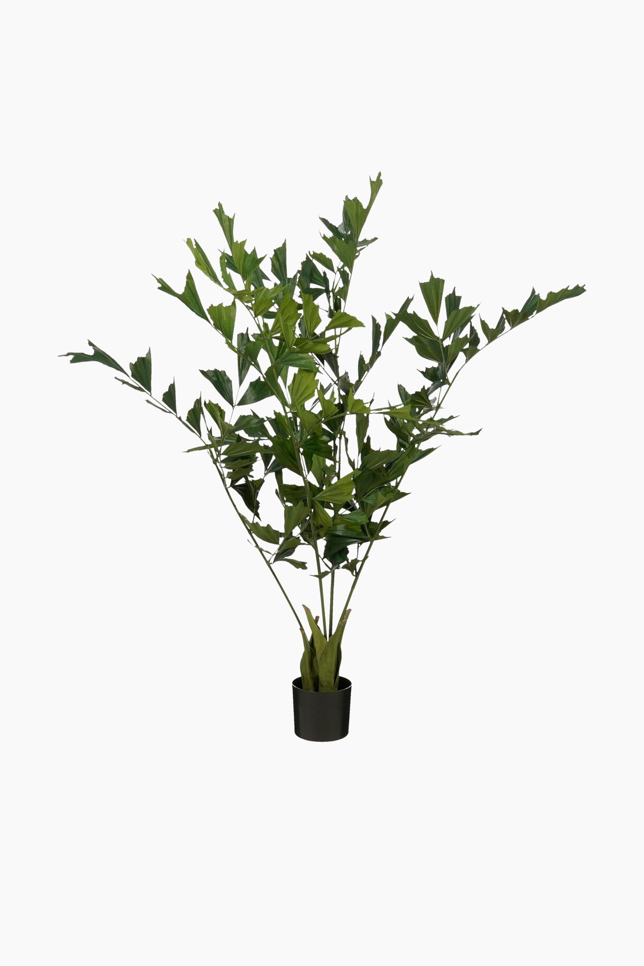 Agrandir l'image: Une plante verte touffue présente de nombreuses tiges surmontées de larges feuilles irrégulièrement lobées, toutes issues d’un pot cylindrique noir et orientées vers l’avant.
