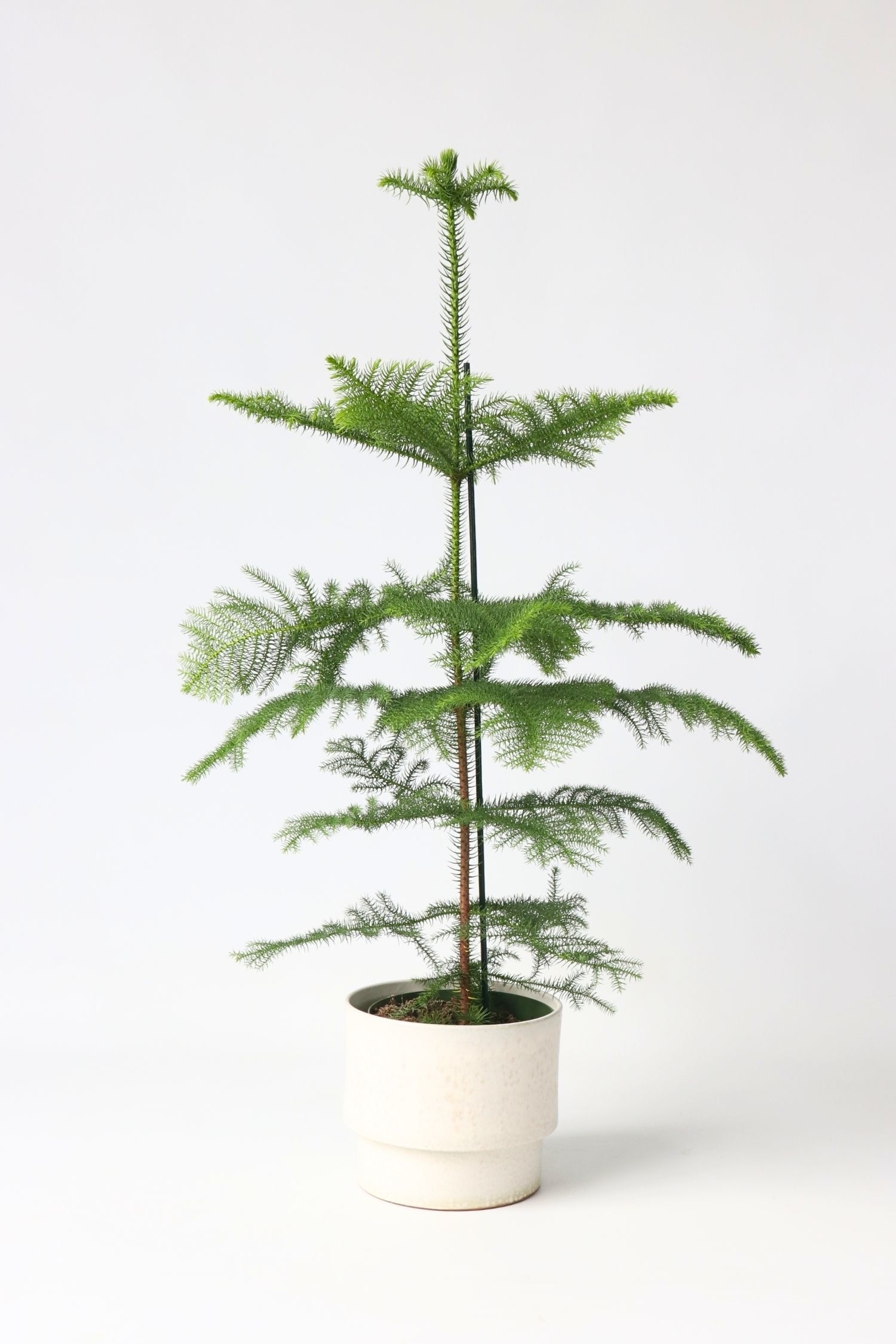 Plant in a Box - Araucaria Kamerden - H 70cm