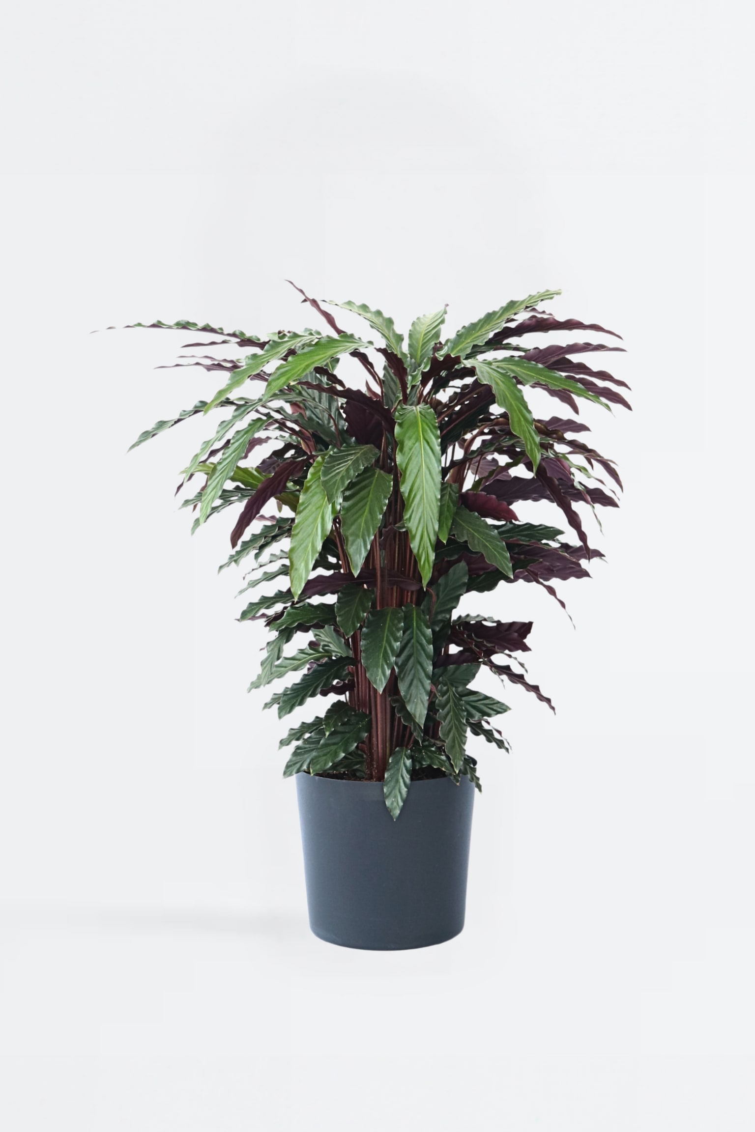 Korbmarante Calathea Wavestar - H 90cm - 1