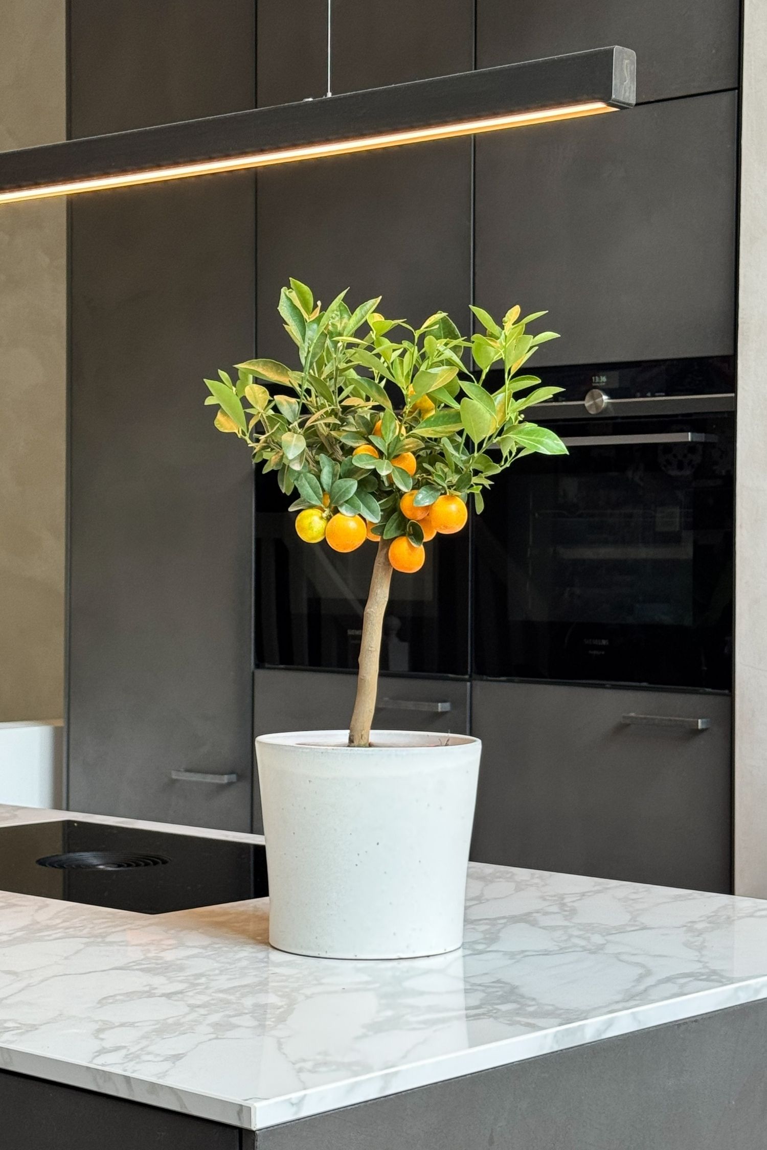 Citrus Calamondin - H 55cm