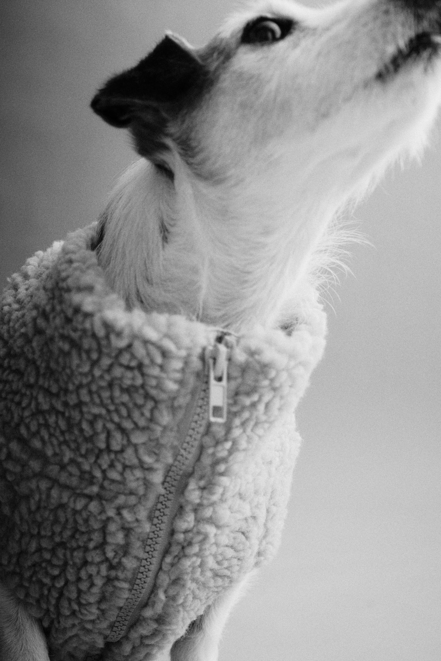 Женское пальто H&M Teddy Fleece Dog, цвет: Бежевый — фото 4