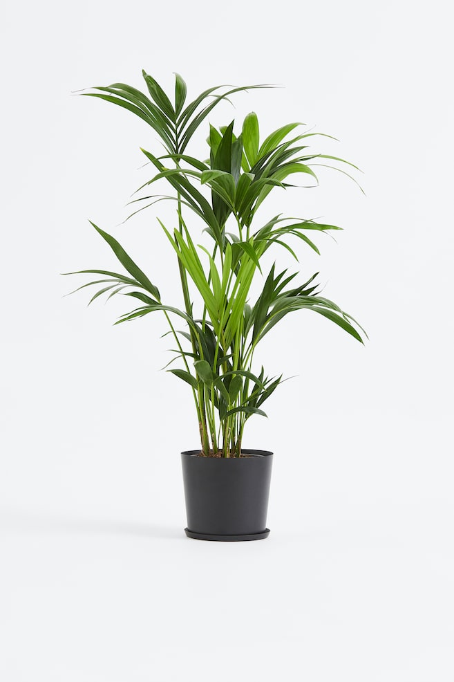 Kentia Palm - H 90cm - 1