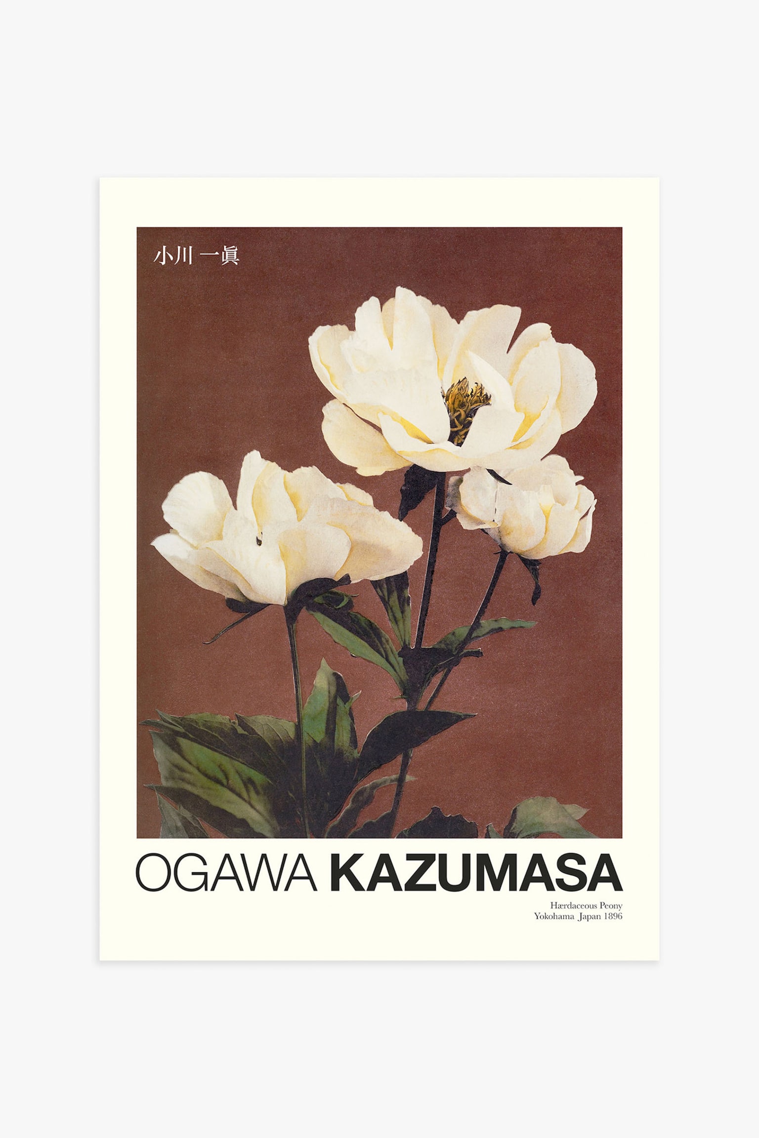 Peony By Kazumasa Poster - Red/brown - 1