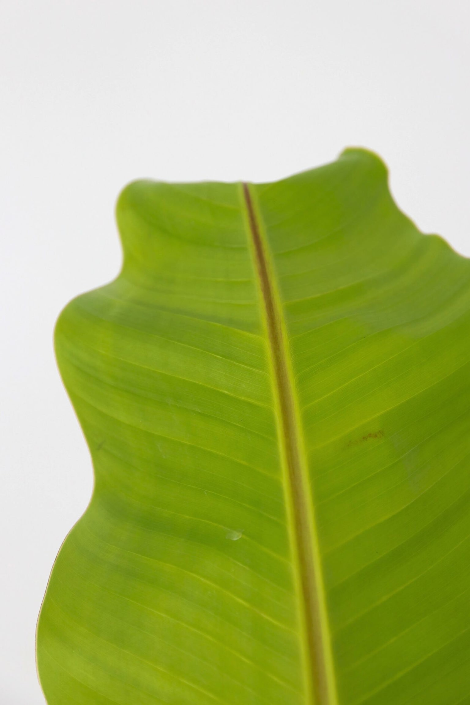 Musa Basjoo Banana Plant - H 55cm - 2