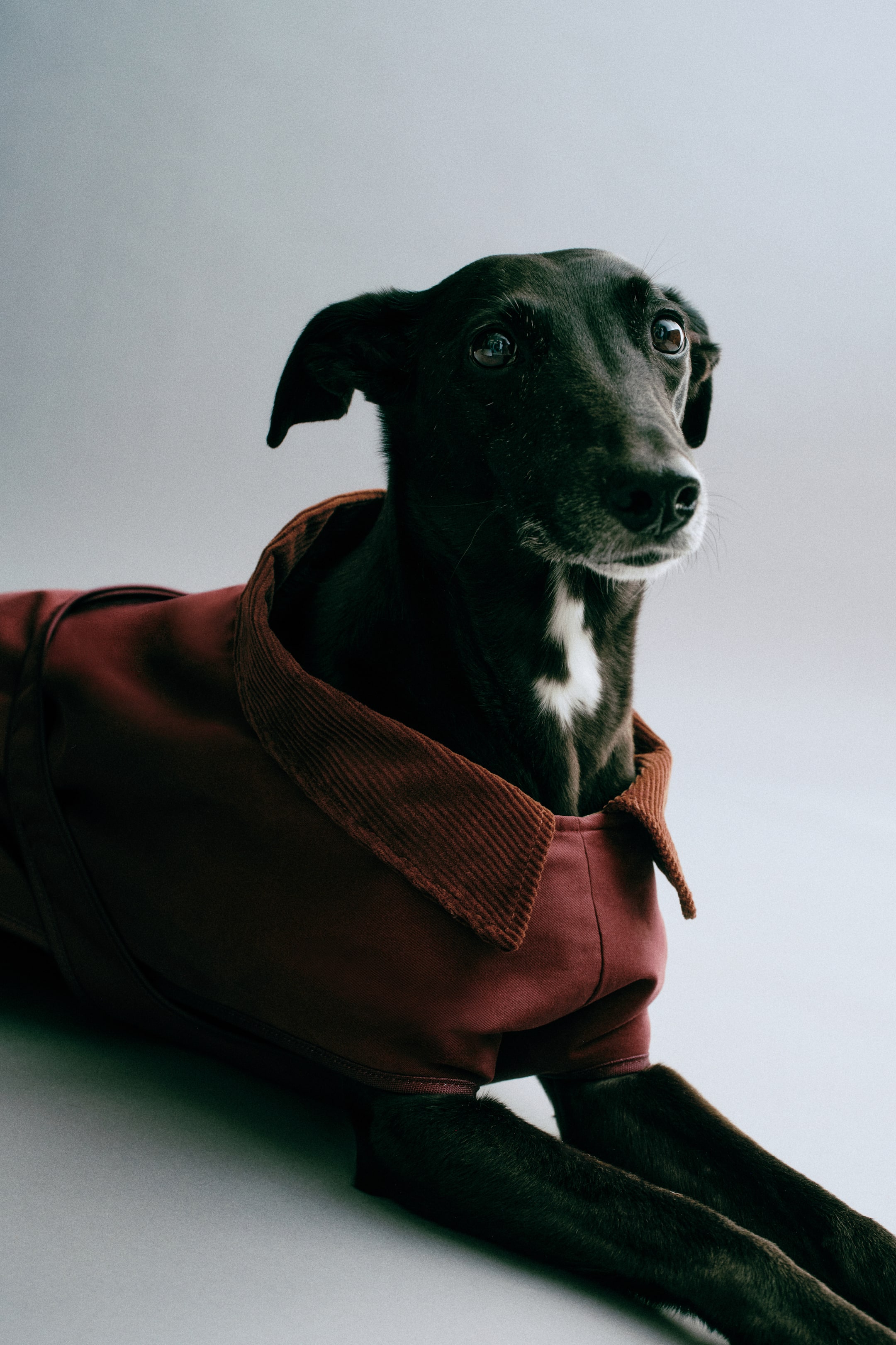 Se større billede: En bordeauxfarvet vokset hundejakke i et vævet stof ses båret af en sort hund, der ligger ned, fotograferet fra en forfra trekvartvinkel. Jakken har en nedfoldet brun cordfløjlskrage og en matchende rem, der går under brystet.