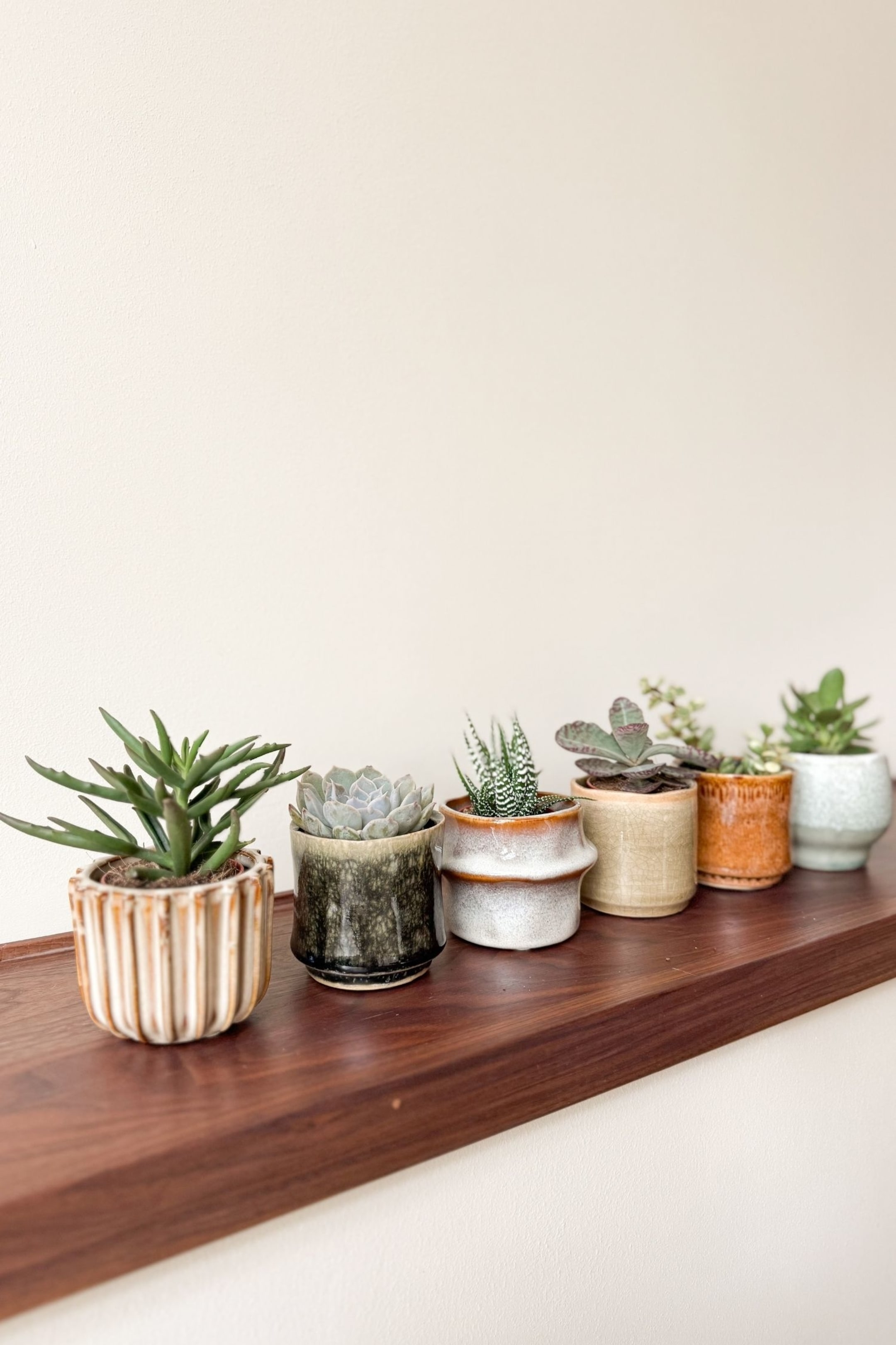 Agrandir l'image: Succulent - Set De 6 - H 5cm - Plant in a Box - Home All | H&M FR 1
