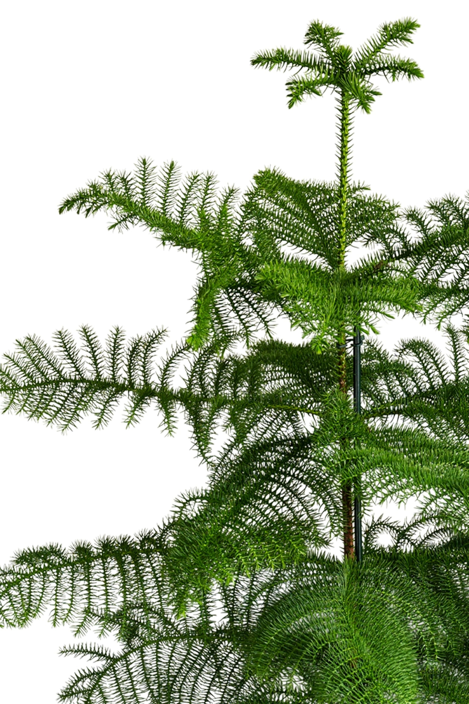 Norfolk Pine - Green - 3